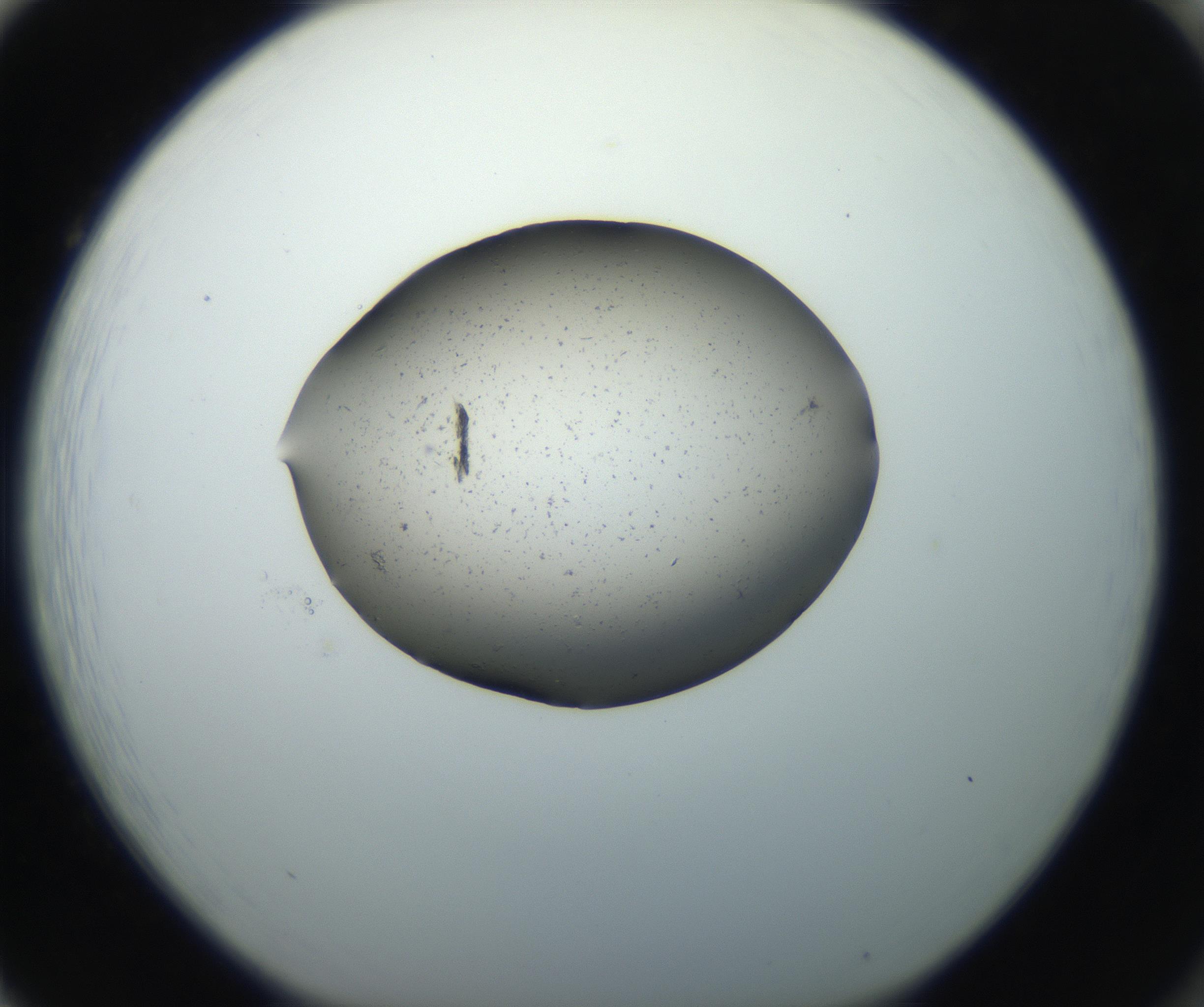 RI01_03_000_0212_Proj1_Clon1_MC_0000MC102703_006_160911_02_08_01_00_99_002_001_RAI.jpg