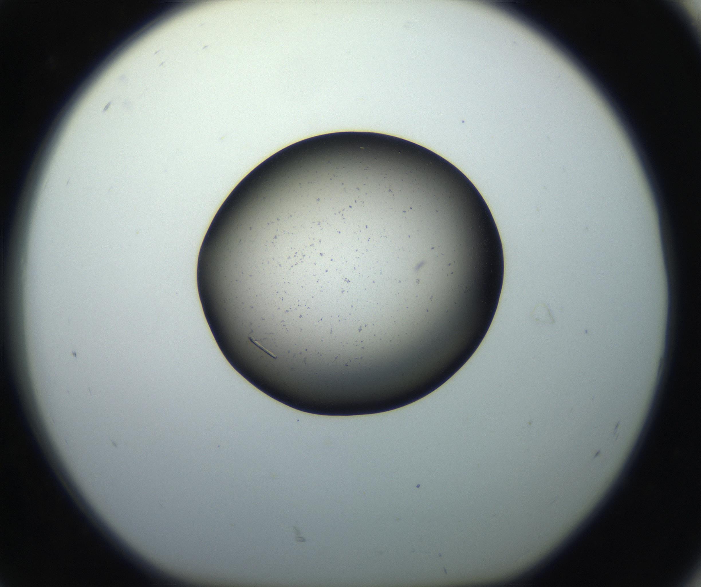 RI01_03_000_0212_Proj1_Clon1_MC_0000MC102703_006_160911_08_08_01_00_99_002_001_RAI.jpg