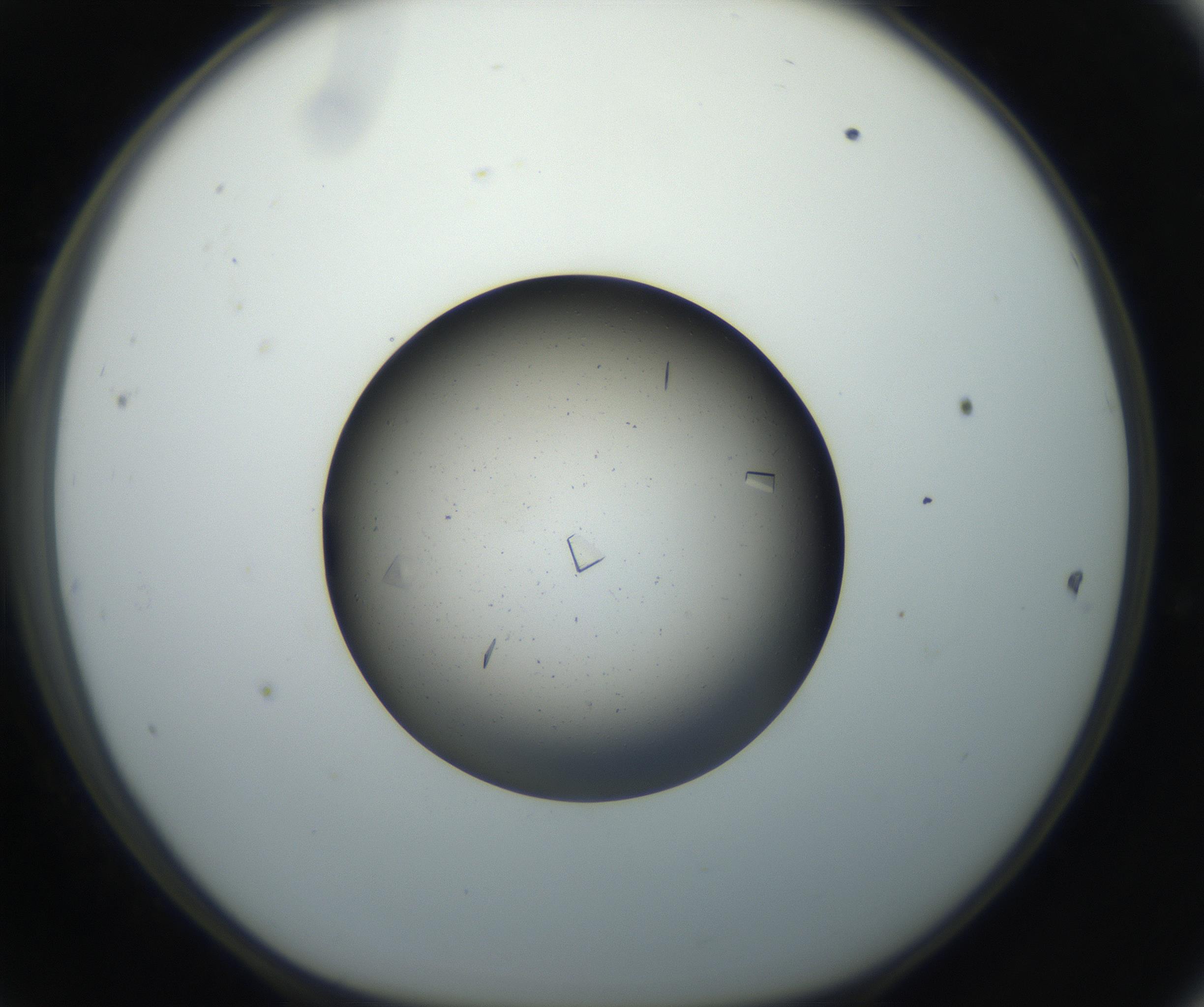 RI01_03_000_0212_Proj1_Clon1_MC_0000MC102703_006_160911_11_04_01_00_99_002_001_RAI.jpg