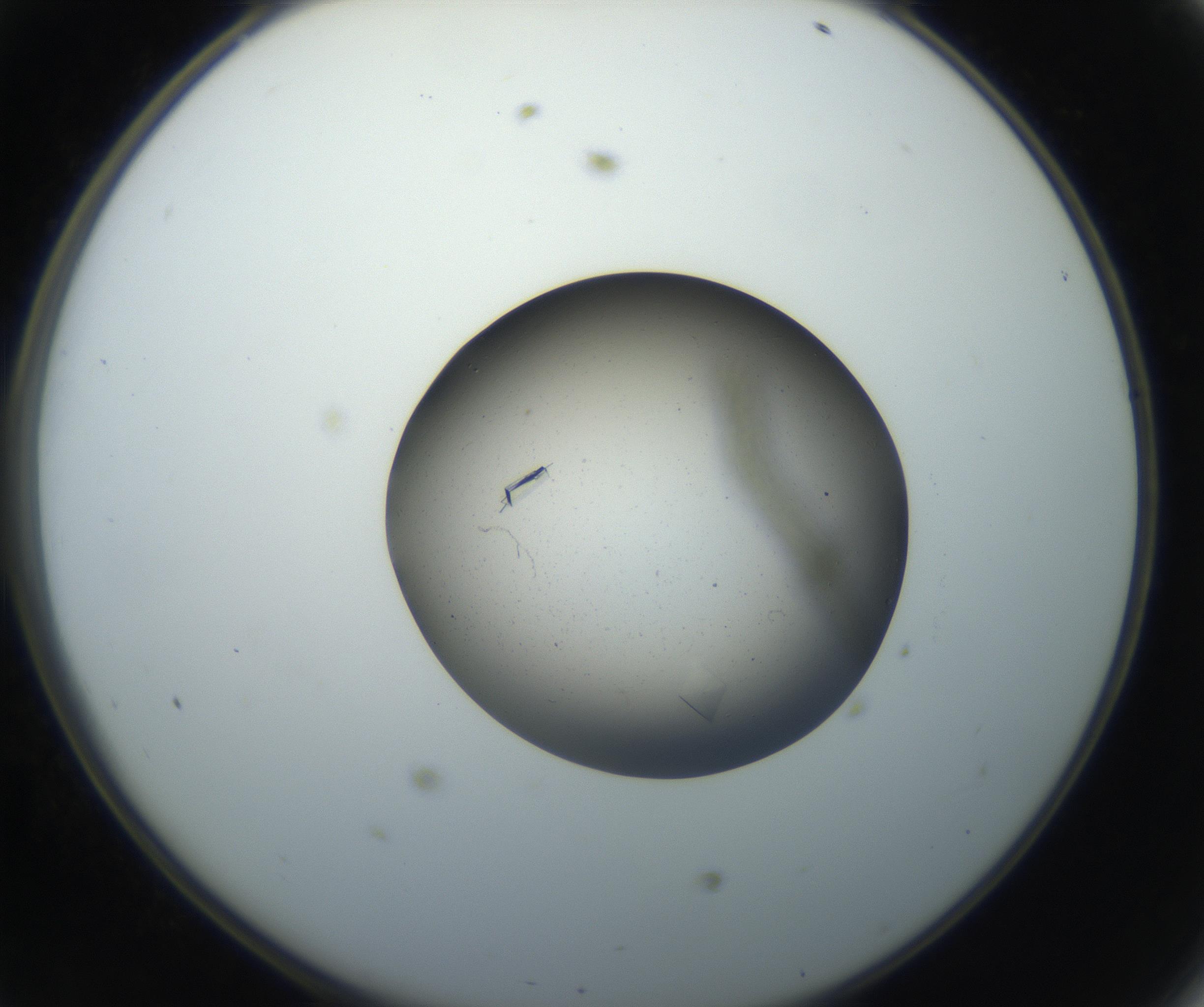 RI01_03_000_0212_Proj1_Clon1_MC_0000MC102703_007_160915_11_04_02_00_99_002_001_RAI.jpg