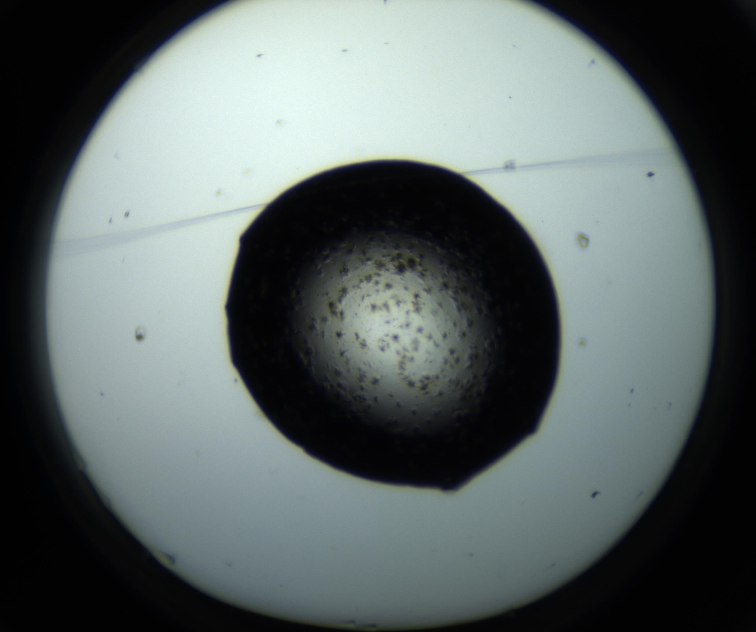 RI01_03_000_0212_Proj1_Clon1_MC_0000MC102703_011_161014_01_01_01_00_98_002_001_RAI.jpg