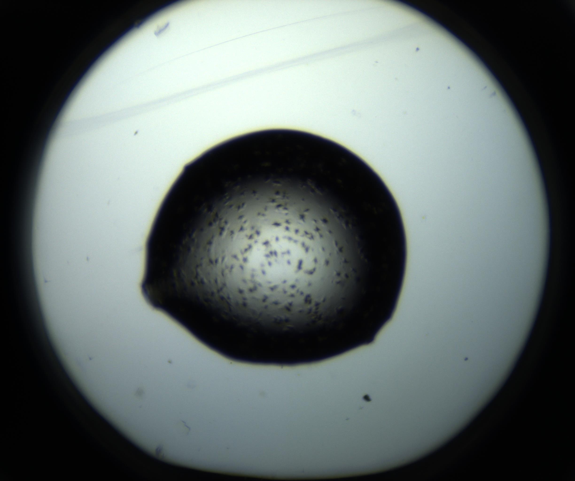 RI01_03_000_0212_Proj1_Clon1_MC_0000MC102703_011_161014_01_03_01_00_98_002_001_RAI.jpg