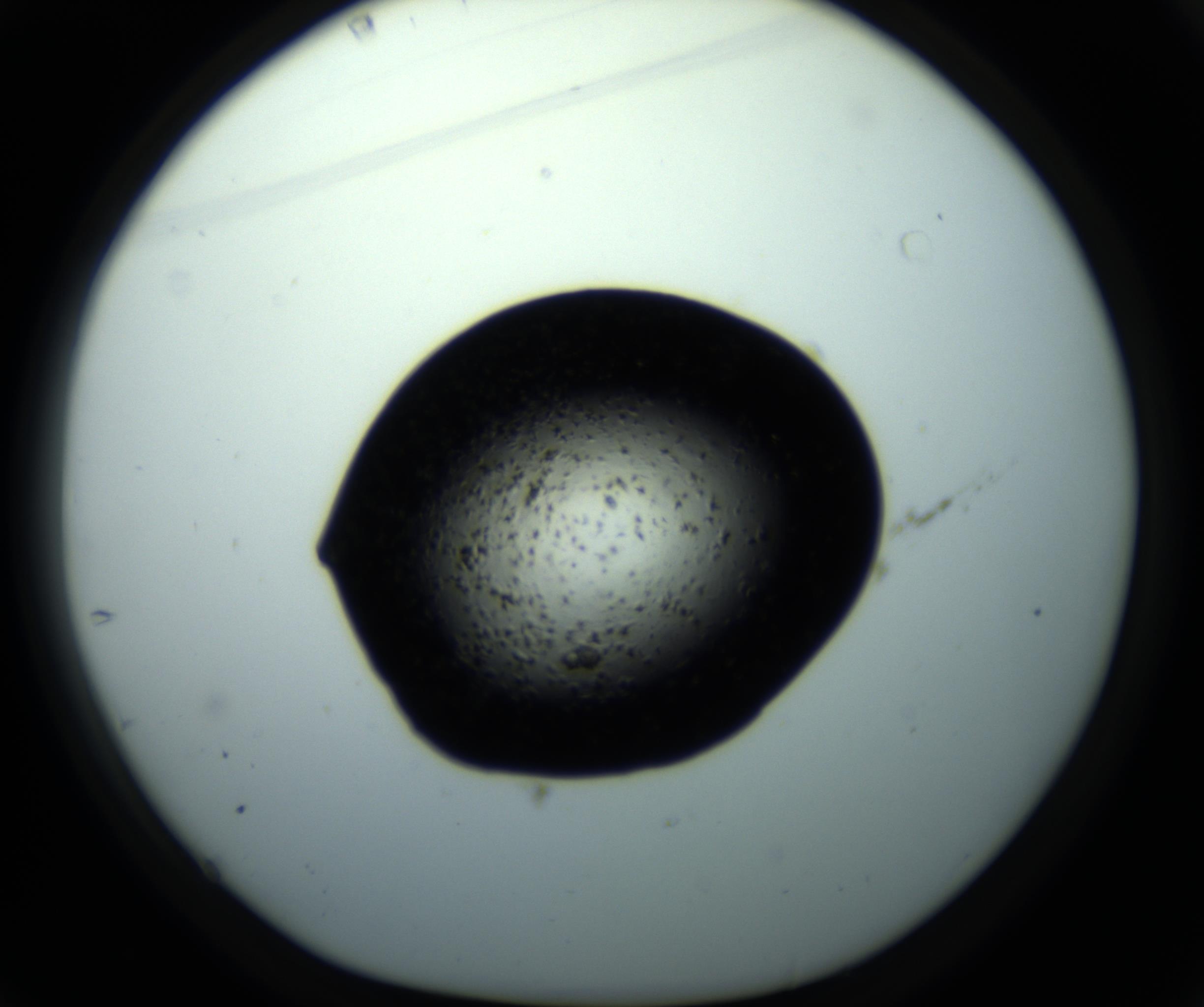 RI01_03_000_0212_Proj1_Clon1_MC_0000MC102703_011_161014_01_04_01_00_98_002_001_RAI.jpg