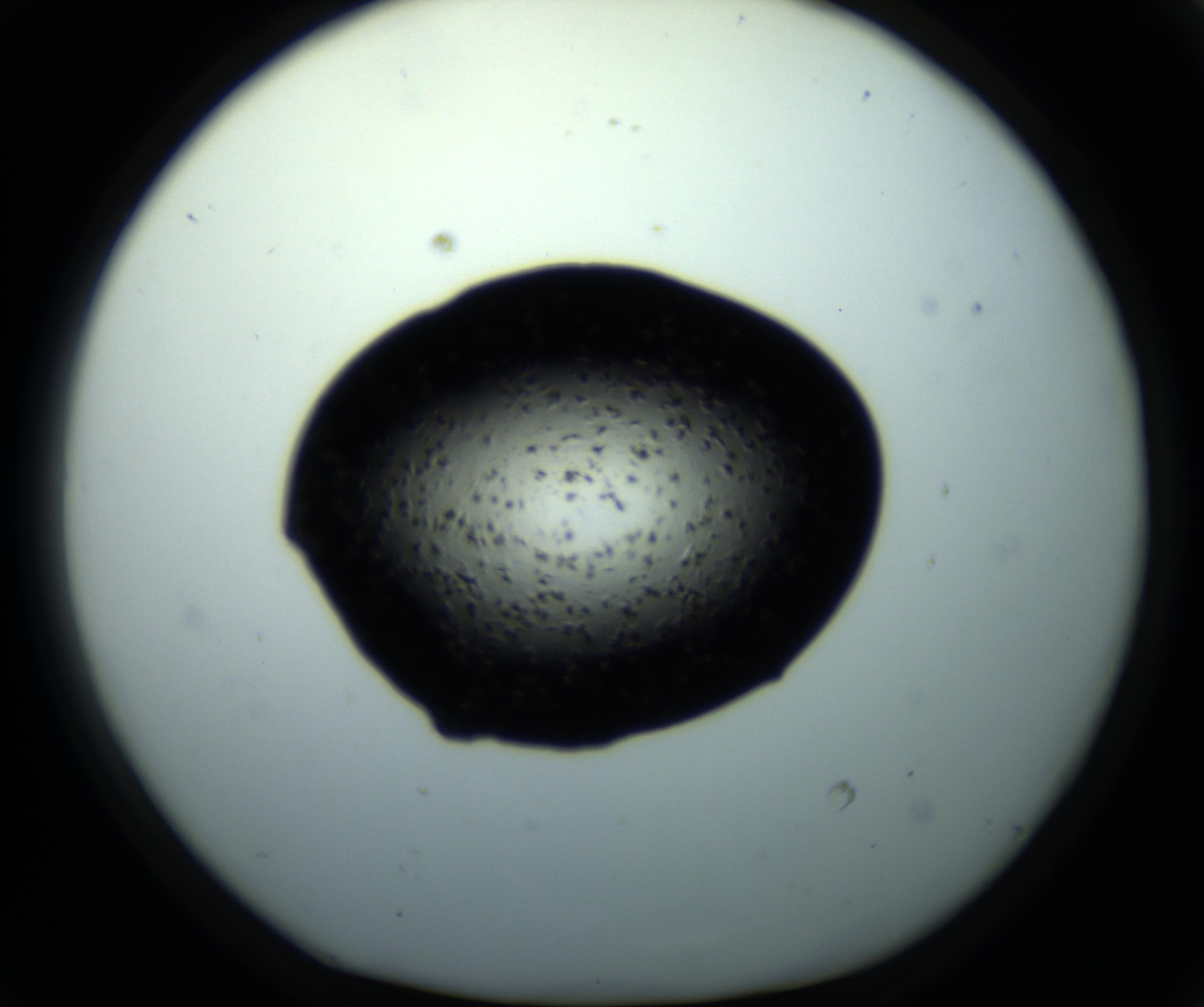 RI01_03_000_0212_Proj1_Clon1_MC_0000MC102703_011_161014_01_05_01_00_98_002_001_RAI.jpg
