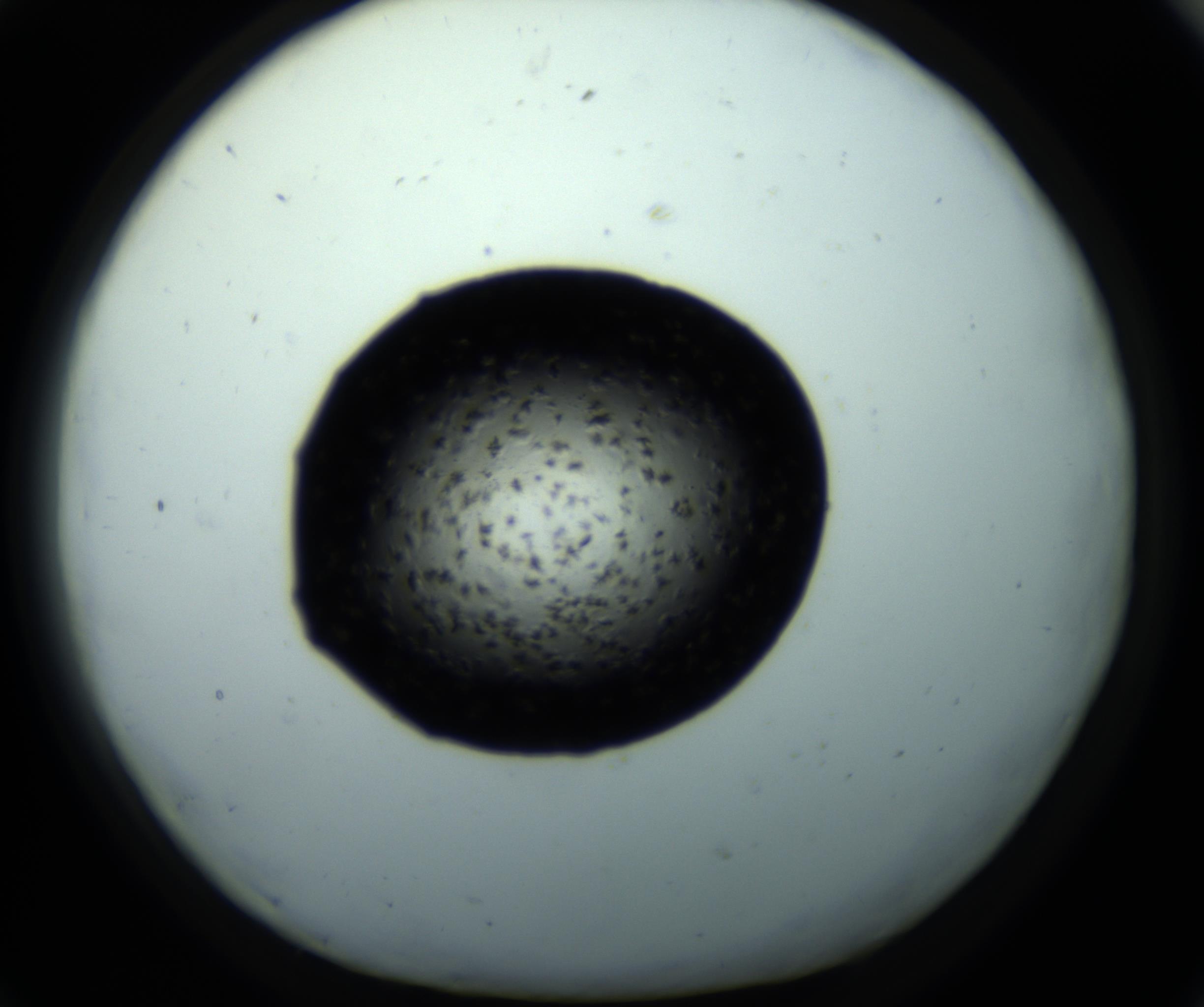 RI01_03_000_0212_Proj1_Clon1_MC_0000MC102703_011_161014_01_07_01_00_98_002_001_RAI.jpg