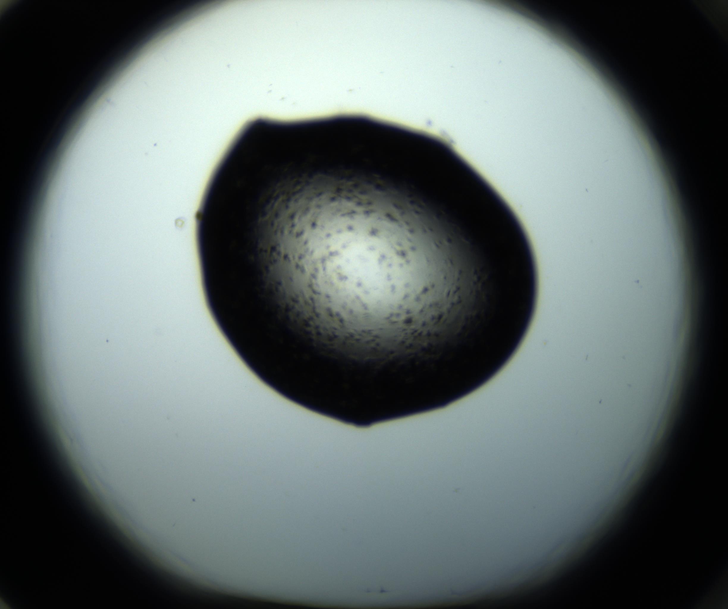RI01_03_000_0212_Proj1_Clon1_MC_0000MC102703_011_161014_01_08_01_00_98_002_001_RAI.jpg