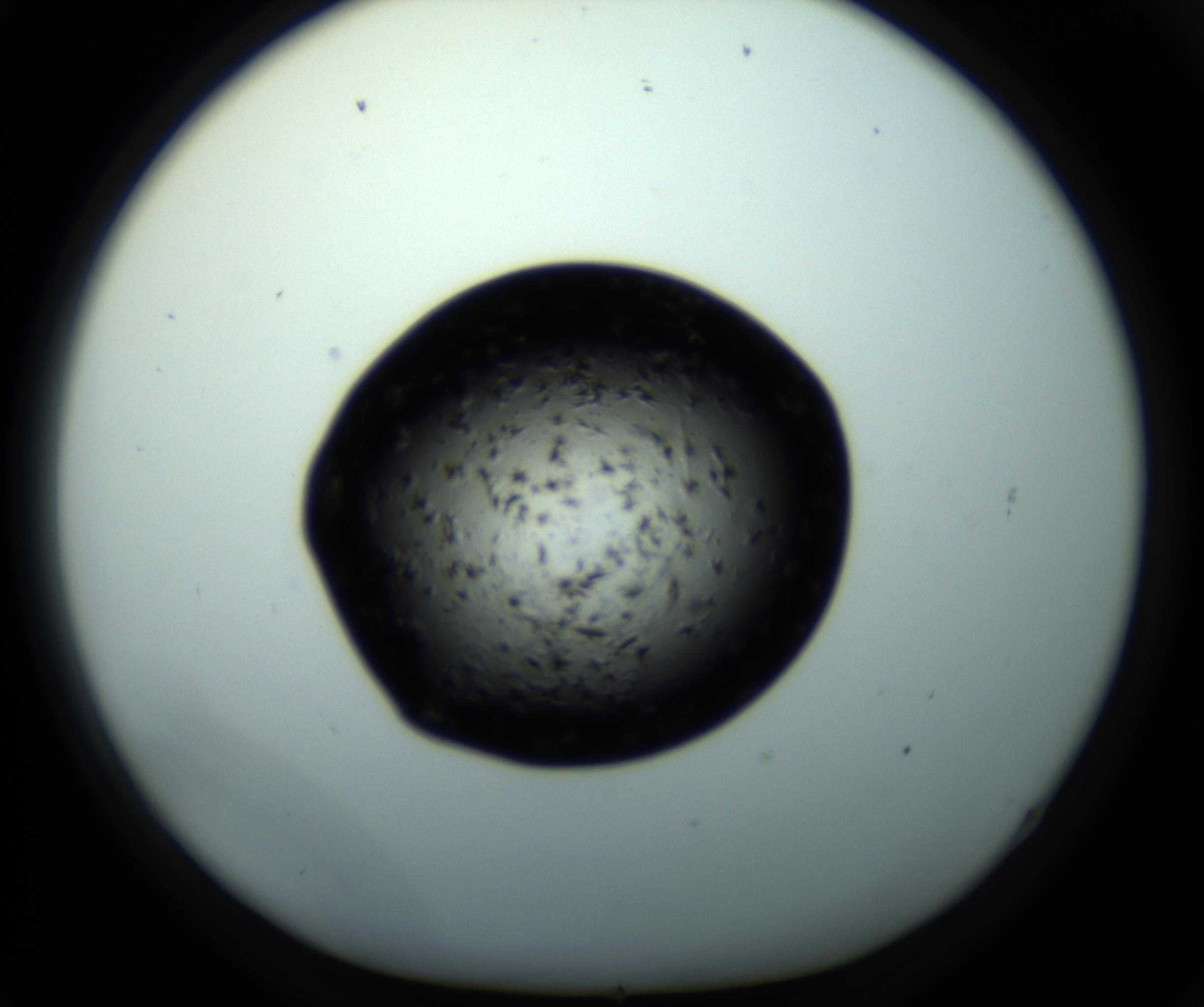 RI01_03_000_0212_Proj1_Clon1_MC_0000MC102703_011_161014_02_06_01_00_98_002_001_RAI.jpg