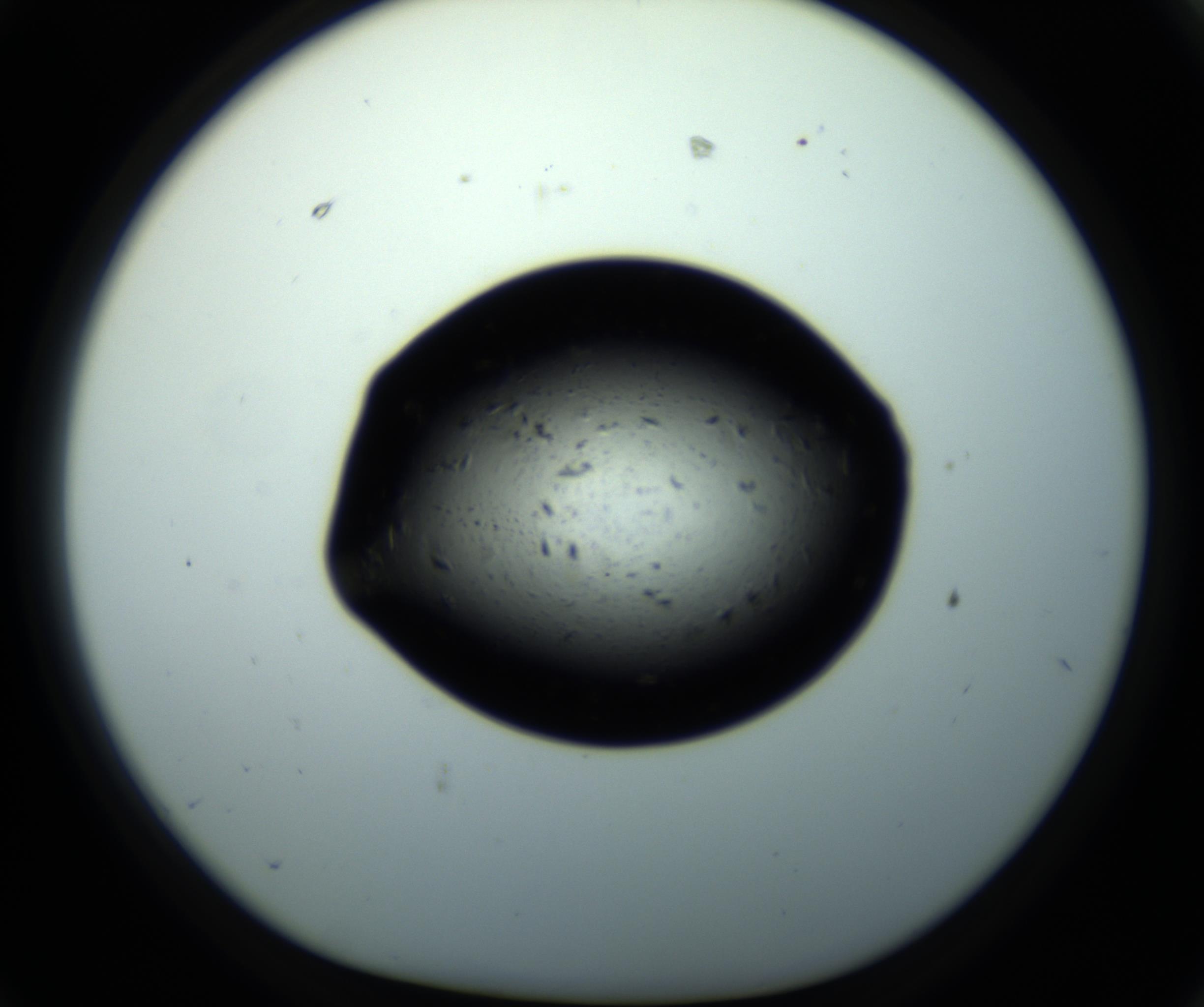 RI01_03_000_0212_Proj1_Clon1_MC_0000MC102703_011_161014_02_07_01_00_98_002_001_RAI.jpg
