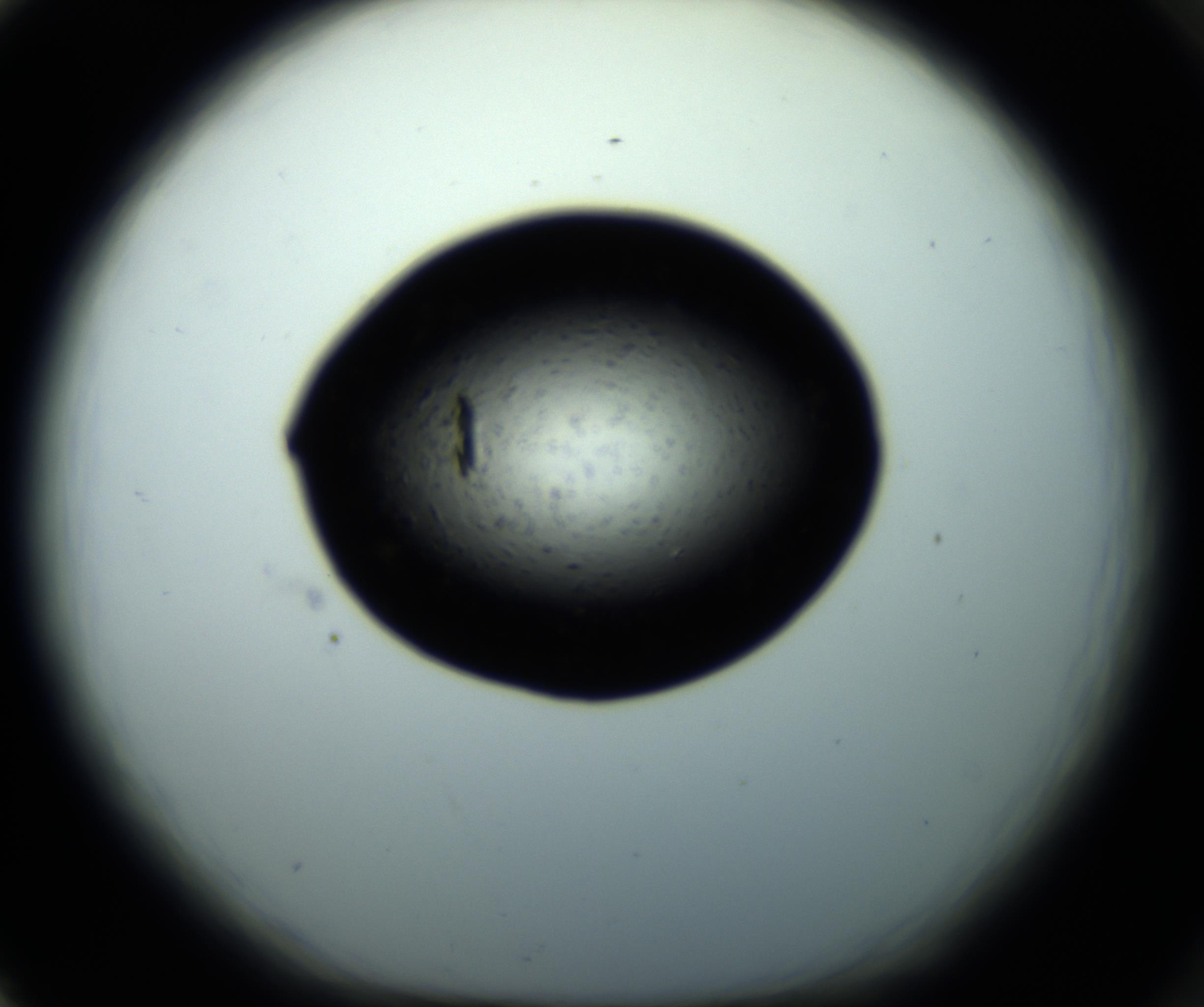 RI01_03_000_0212_Proj1_Clon1_MC_0000MC102703_011_161014_02_08_01_00_98_002_001_RAI.jpg