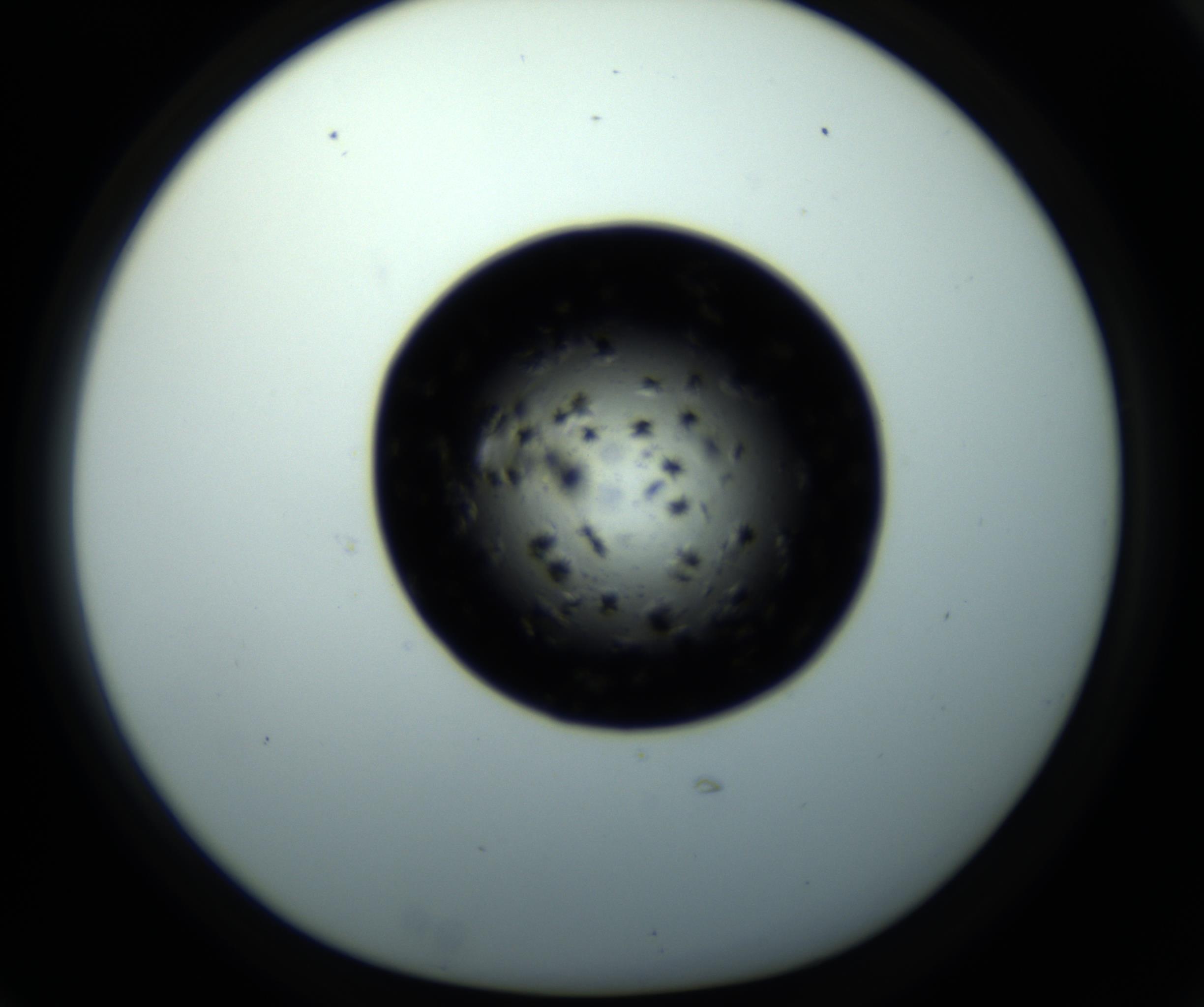 RI01_03_000_0212_Proj1_Clon1_MC_0000MC102703_011_161014_03_02_01_00_98_002_001_RAI.jpg