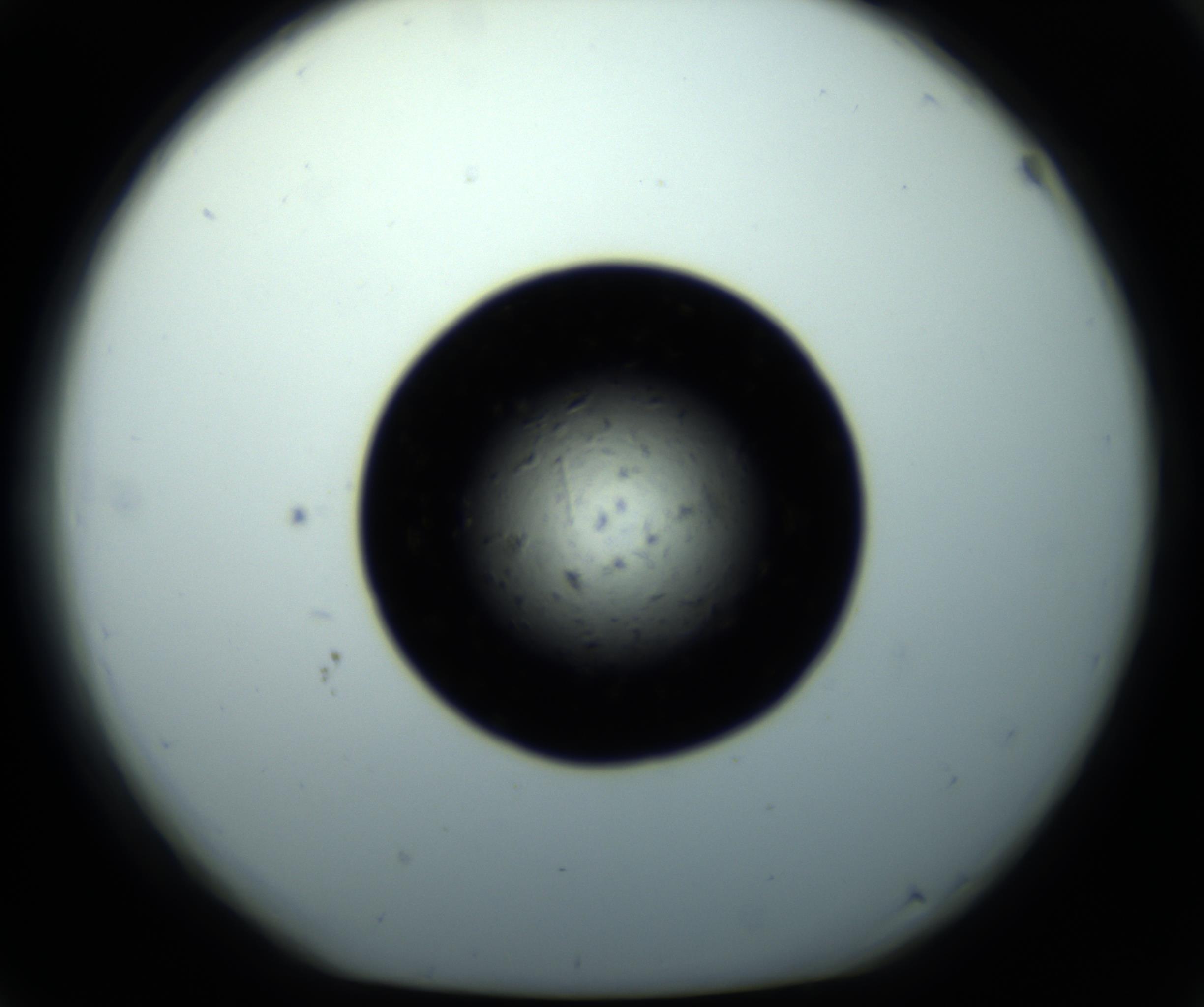 RI01_03_000_0212_Proj1_Clon1_MC_0000MC102703_011_161014_03_04_01_00_98_002_001_RAI.jpg
