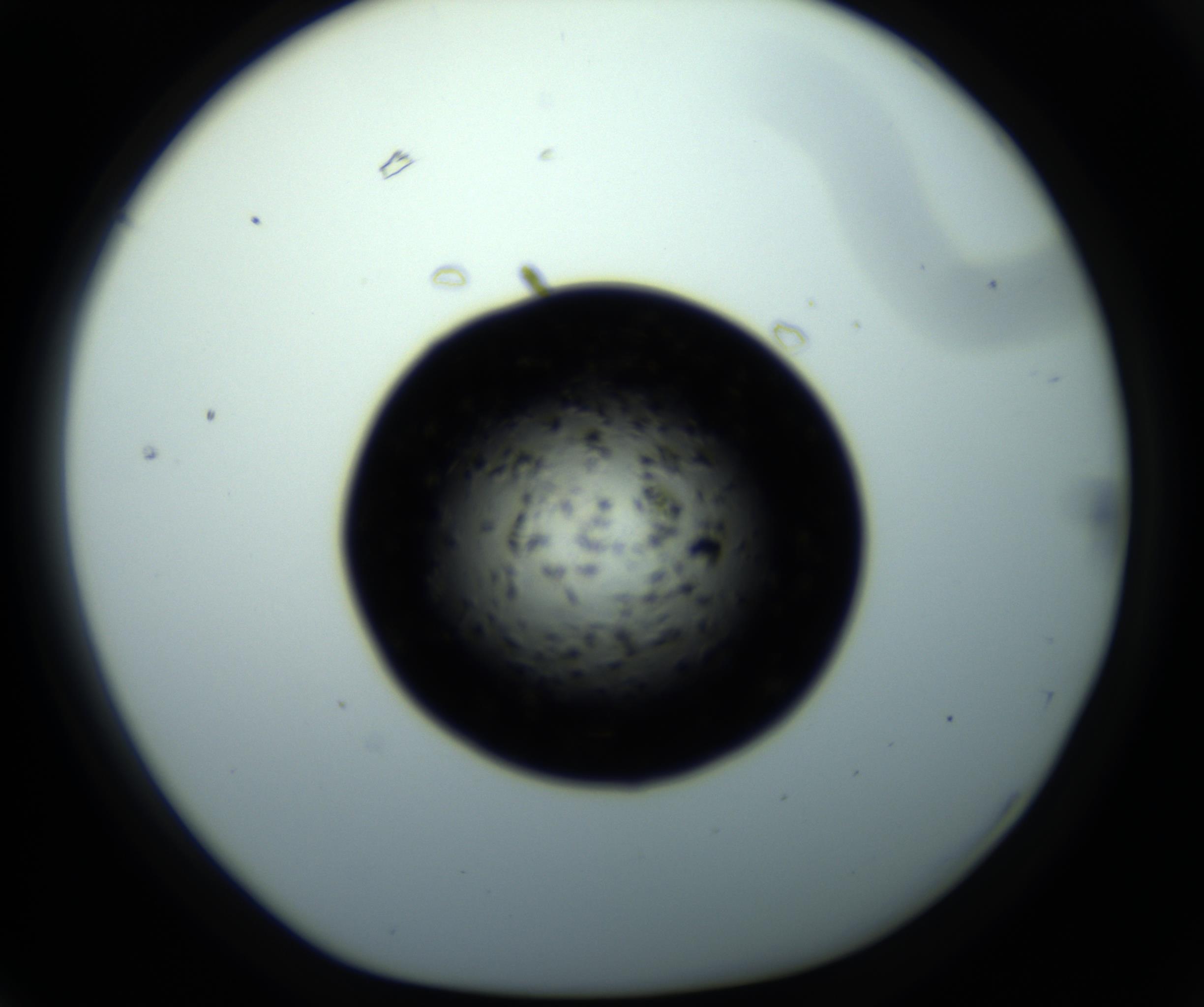 RI01_03_000_0212_Proj1_Clon1_MC_0000MC102703_011_161014_03_06_01_00_98_002_001_RAI.jpg