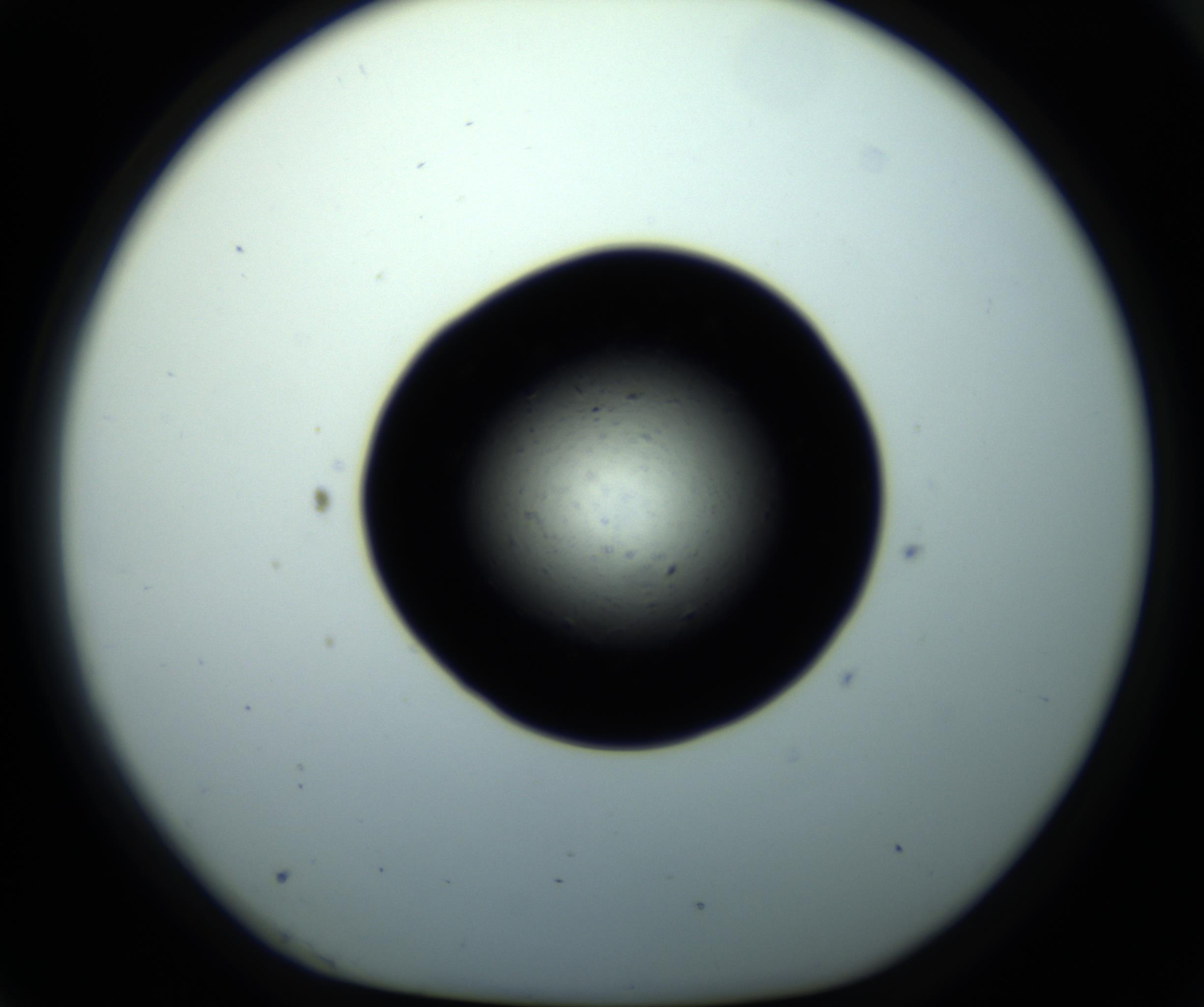 RI01_03_000_0212_Proj1_Clon1_MC_0000MC102703_011_161014_03_07_01_00_98_002_001_RAI.jpg