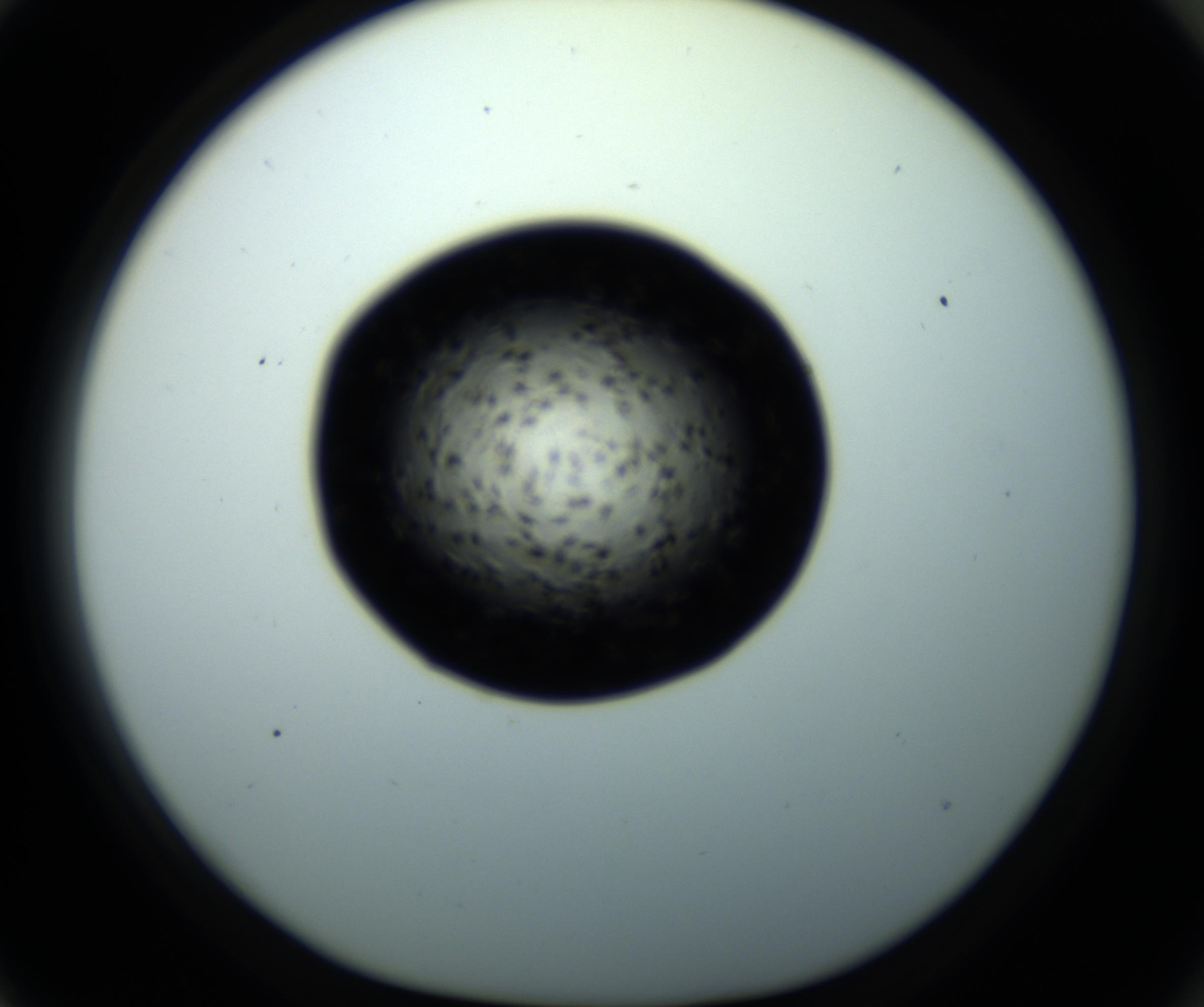 RI01_03_000_0212_Proj1_Clon1_MC_0000MC102703_011_161014_03_08_01_00_98_002_001_RAI.jpg