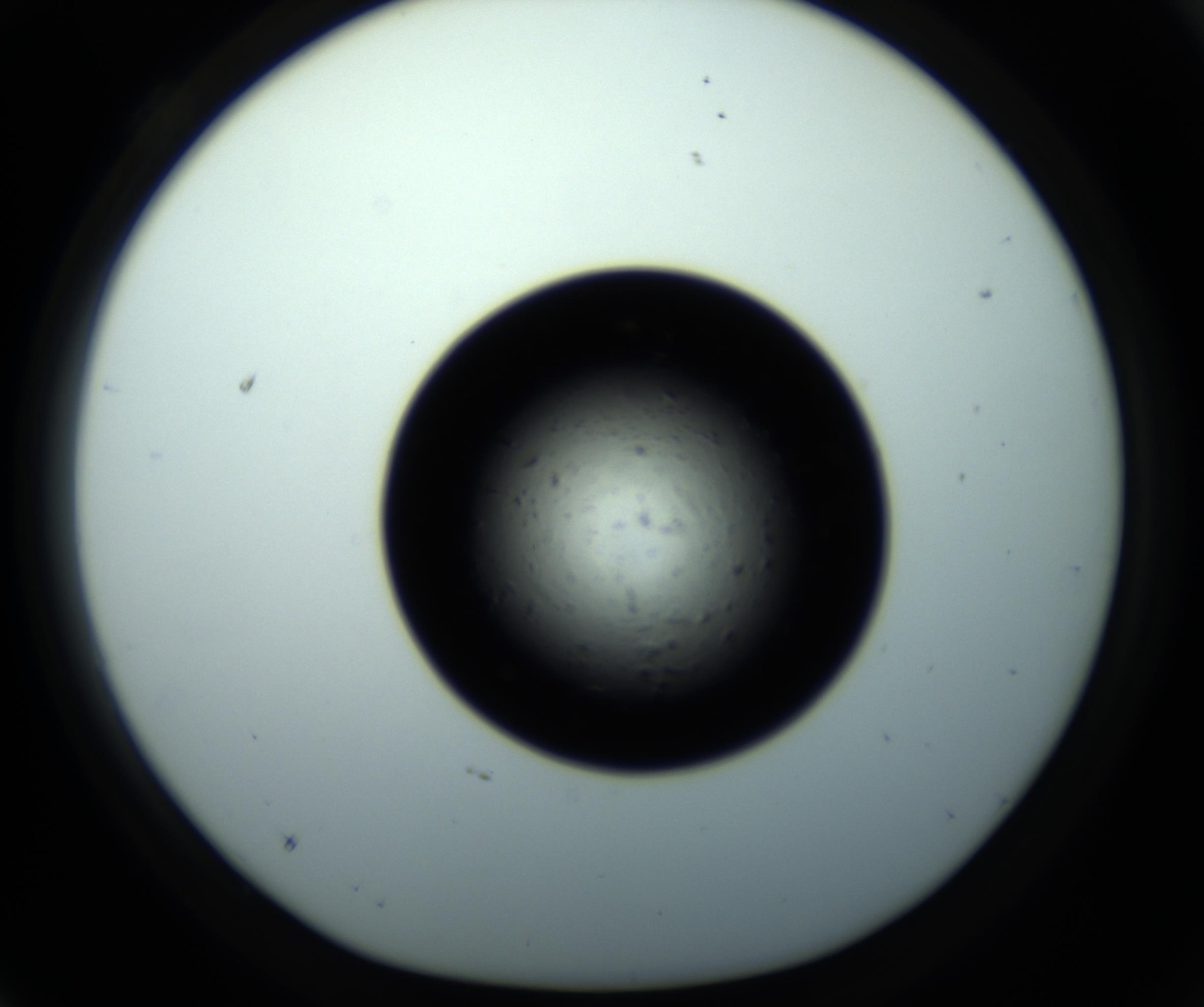 RI01_03_000_0212_Proj1_Clon1_MC_0000MC102703_011_161014_04_03_01_00_98_002_001_RAI.jpg