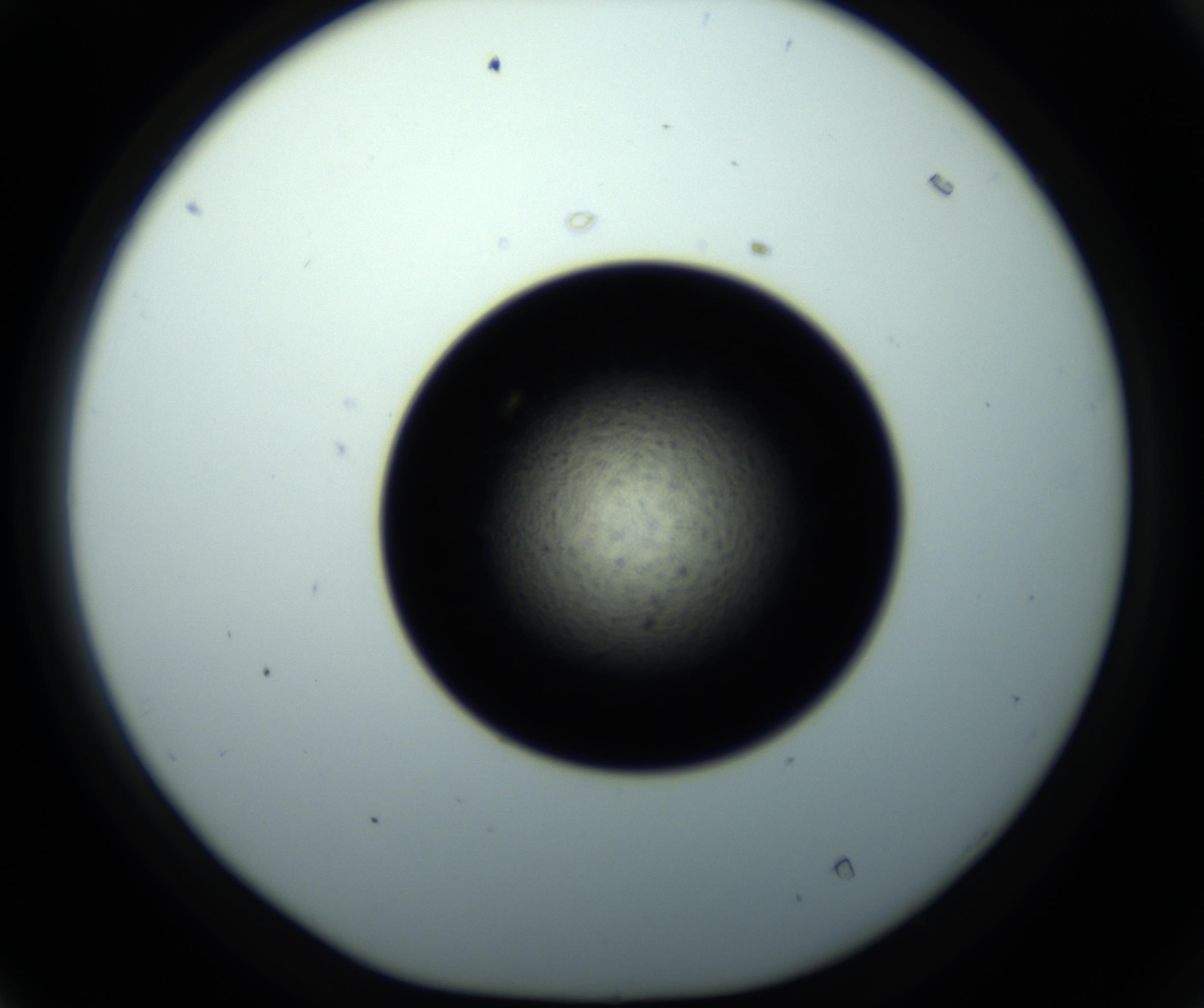 RI01_03_000_0212_Proj1_Clon1_MC_0000MC102703_011_161014_04_04_01_00_98_002_001_RAI.jpg