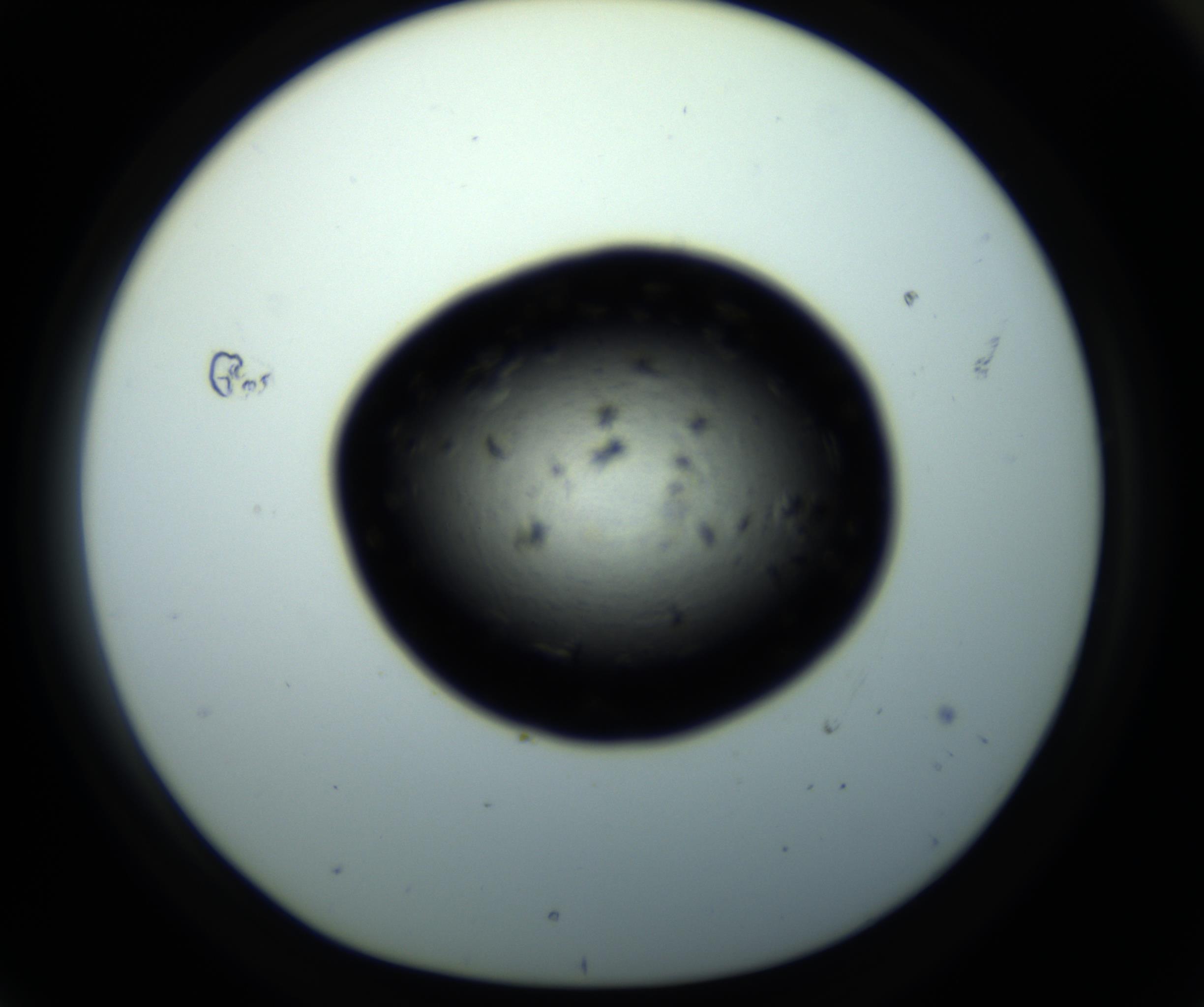 RI01_03_000_0212_Proj1_Clon1_MC_0000MC102703_011_161014_04_07_01_00_98_002_001_RAI.jpg