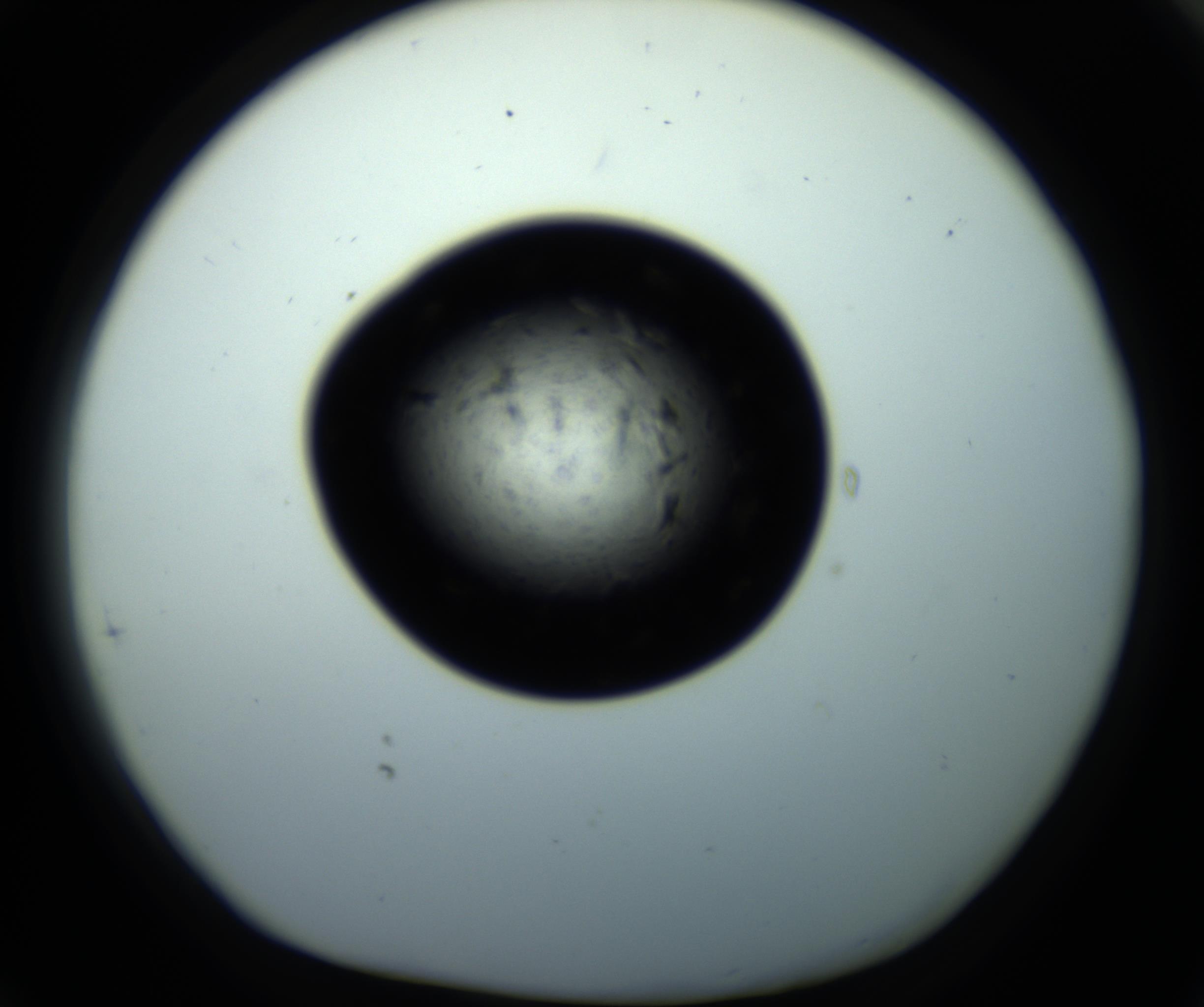 RI01_03_000_0212_Proj1_Clon1_MC_0000MC102703_011_161014_05_08_01_00_98_002_001_RAI.jpg
