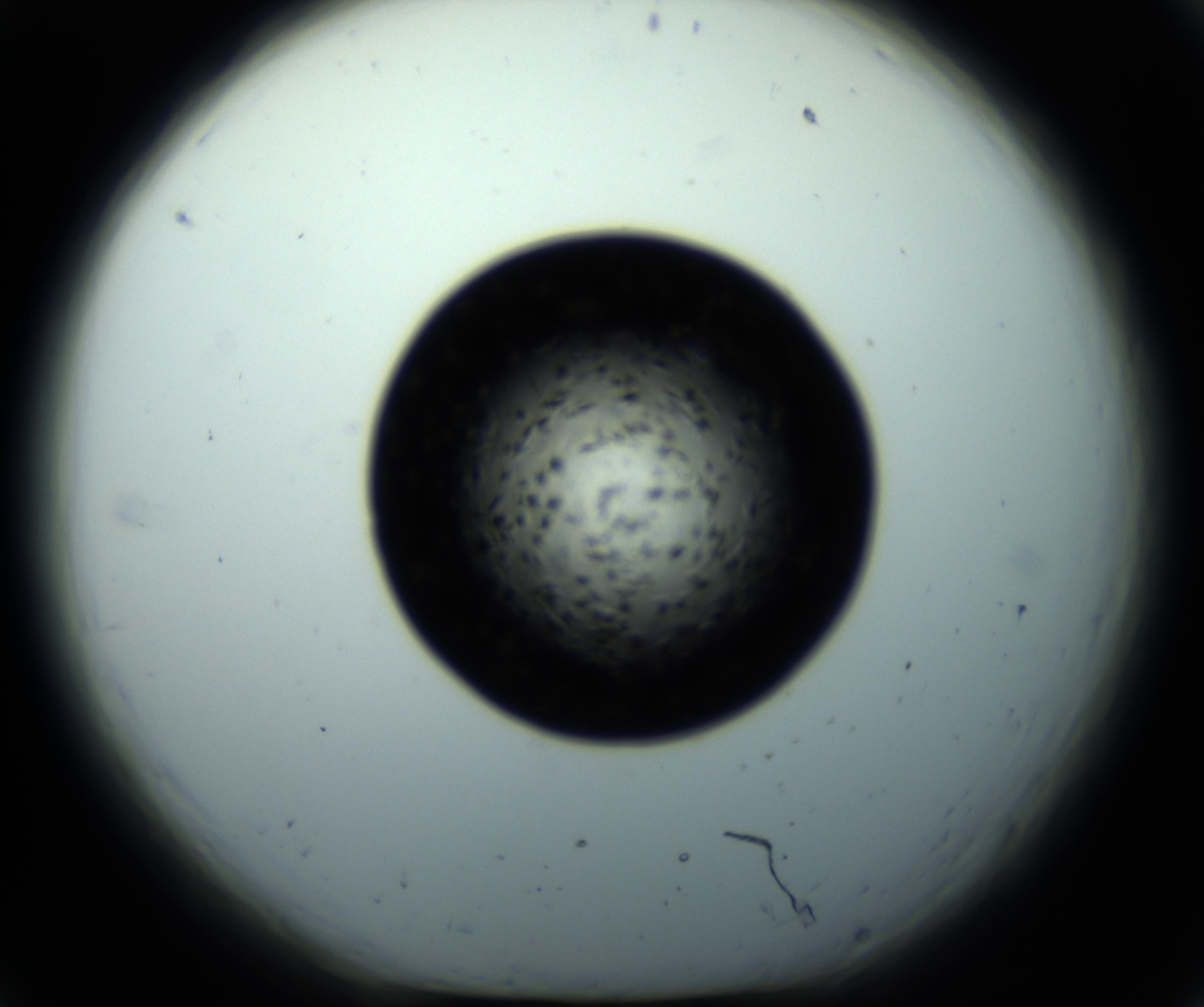 RI01_03_000_0212_Proj1_Clon1_MC_0000MC102703_011_161014_06_02_01_00_98_002_001_RAI.jpg