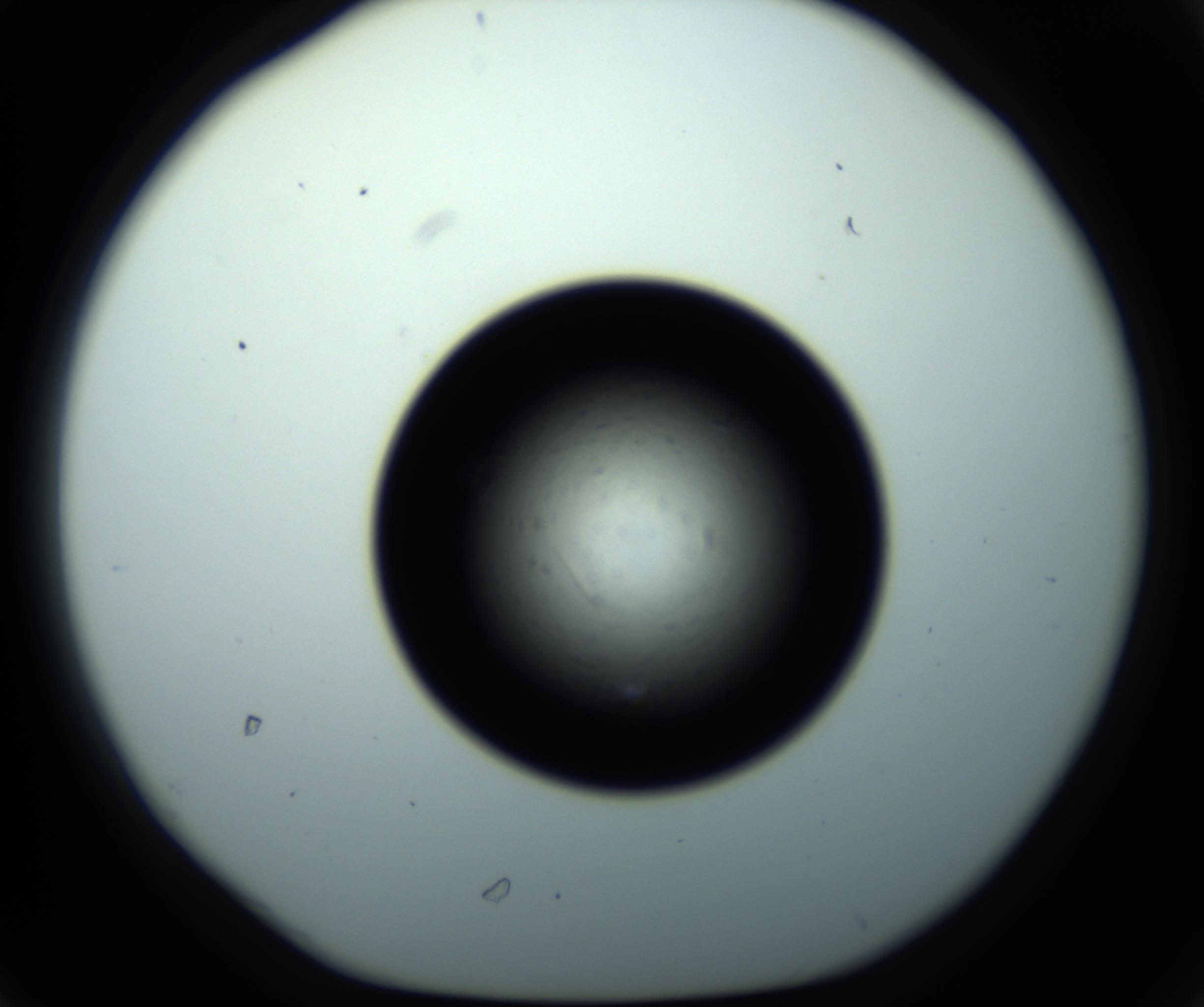 RI01_03_000_0212_Proj1_Clon1_MC_0000MC102703_011_161014_06_03_01_00_98_002_001_RAI.jpg