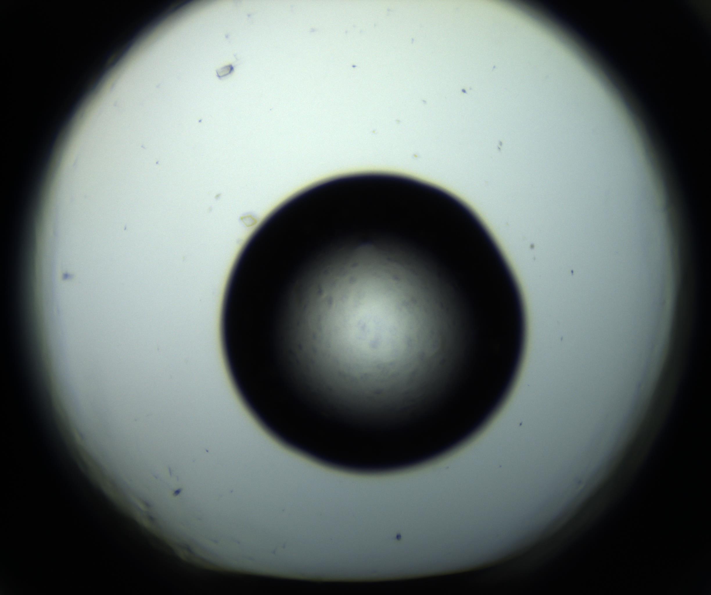 RI01_03_000_0212_Proj1_Clon1_MC_0000MC102703_011_161014_06_06_01_00_98_002_001_RAI.jpg