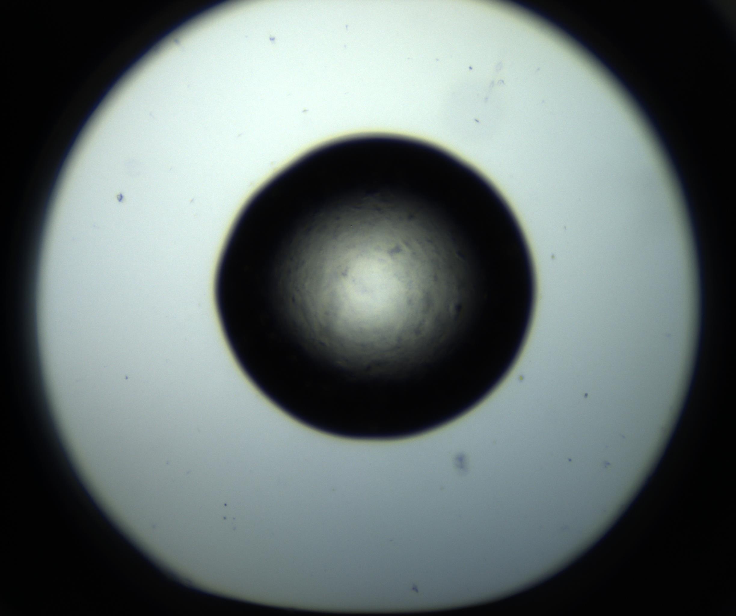 RI01_03_000_0212_Proj1_Clon1_MC_0000MC102703_011_161014_06_07_01_00_98_002_001_RAI.jpg