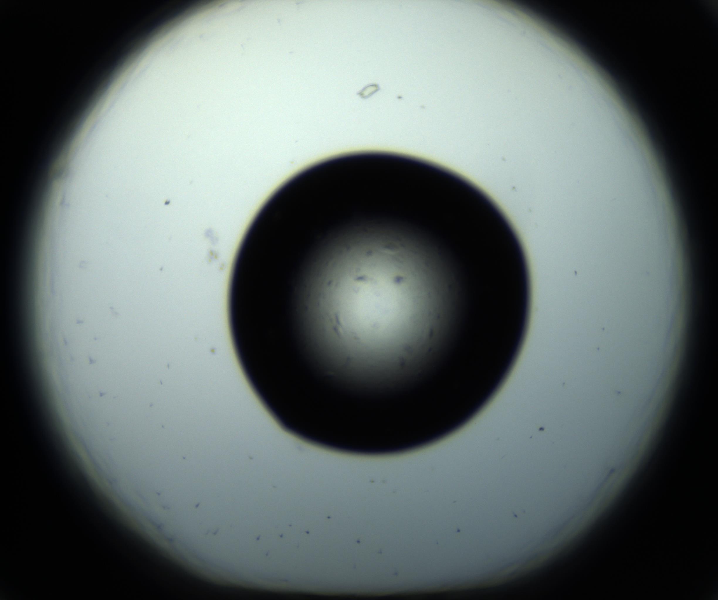 RI01_03_000_0212_Proj1_Clon1_MC_0000MC102703_011_161014_07_02_01_00_98_002_001_RAI.jpg