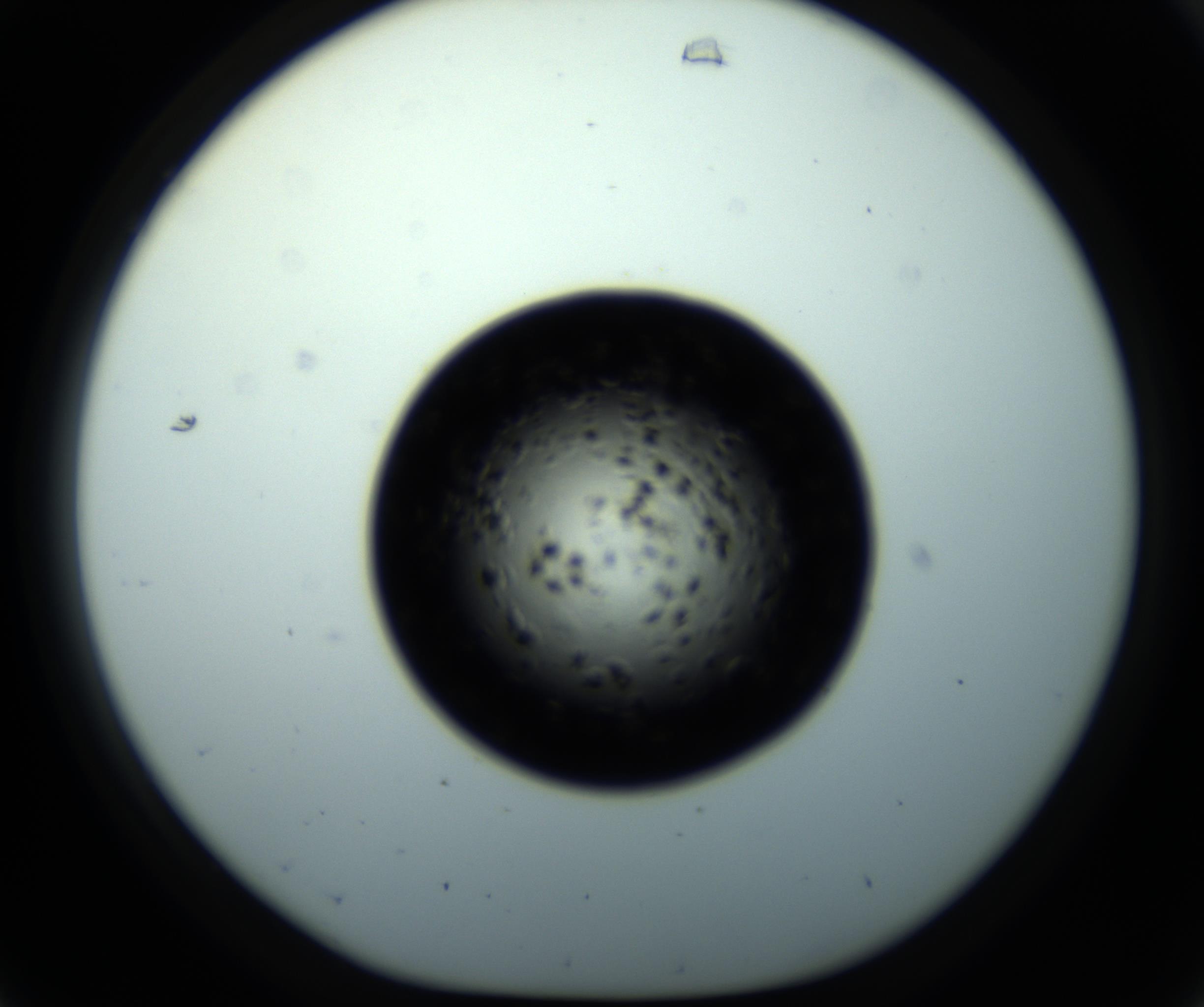 RI01_03_000_0212_Proj1_Clon1_MC_0000MC102703_011_161014_07_03_01_00_98_002_001_RAI.jpg