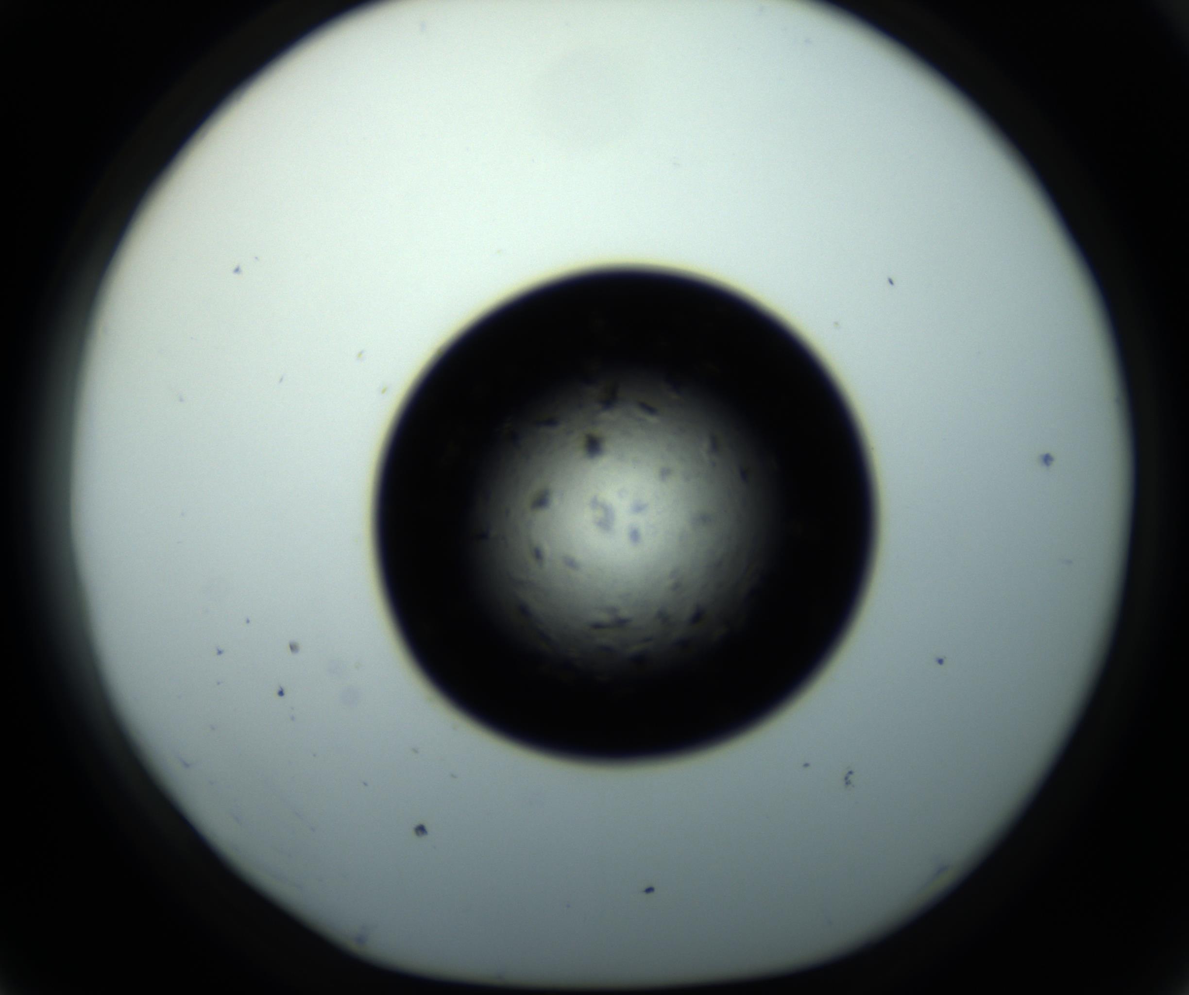 RI01_03_000_0212_Proj1_Clon1_MC_0000MC102703_011_161014_07_04_01_00_98_002_001_RAI.jpg
