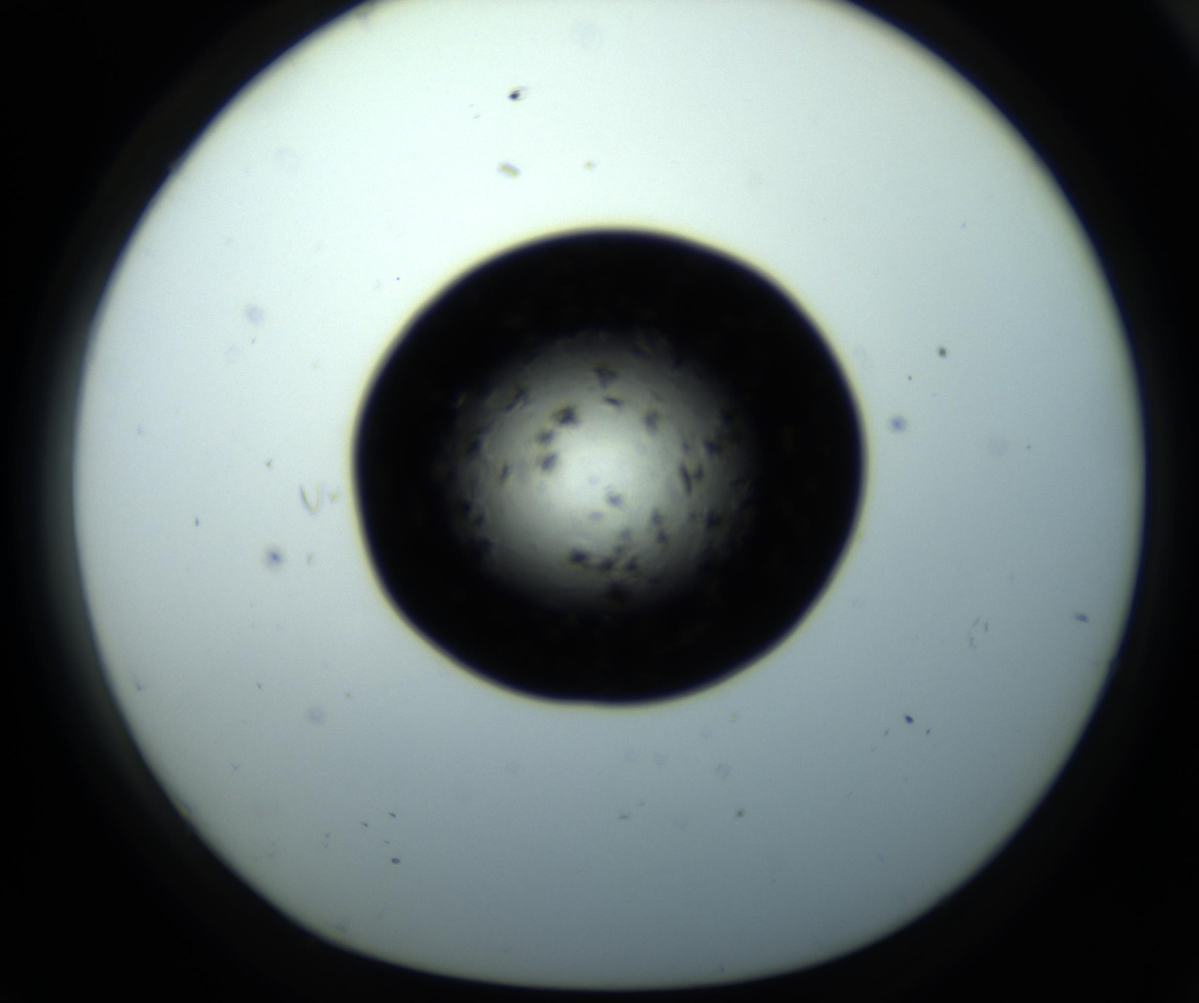 RI01_03_000_0212_Proj1_Clon1_MC_0000MC102703_011_161014_07_07_01_00_98_002_001_RAI.jpg