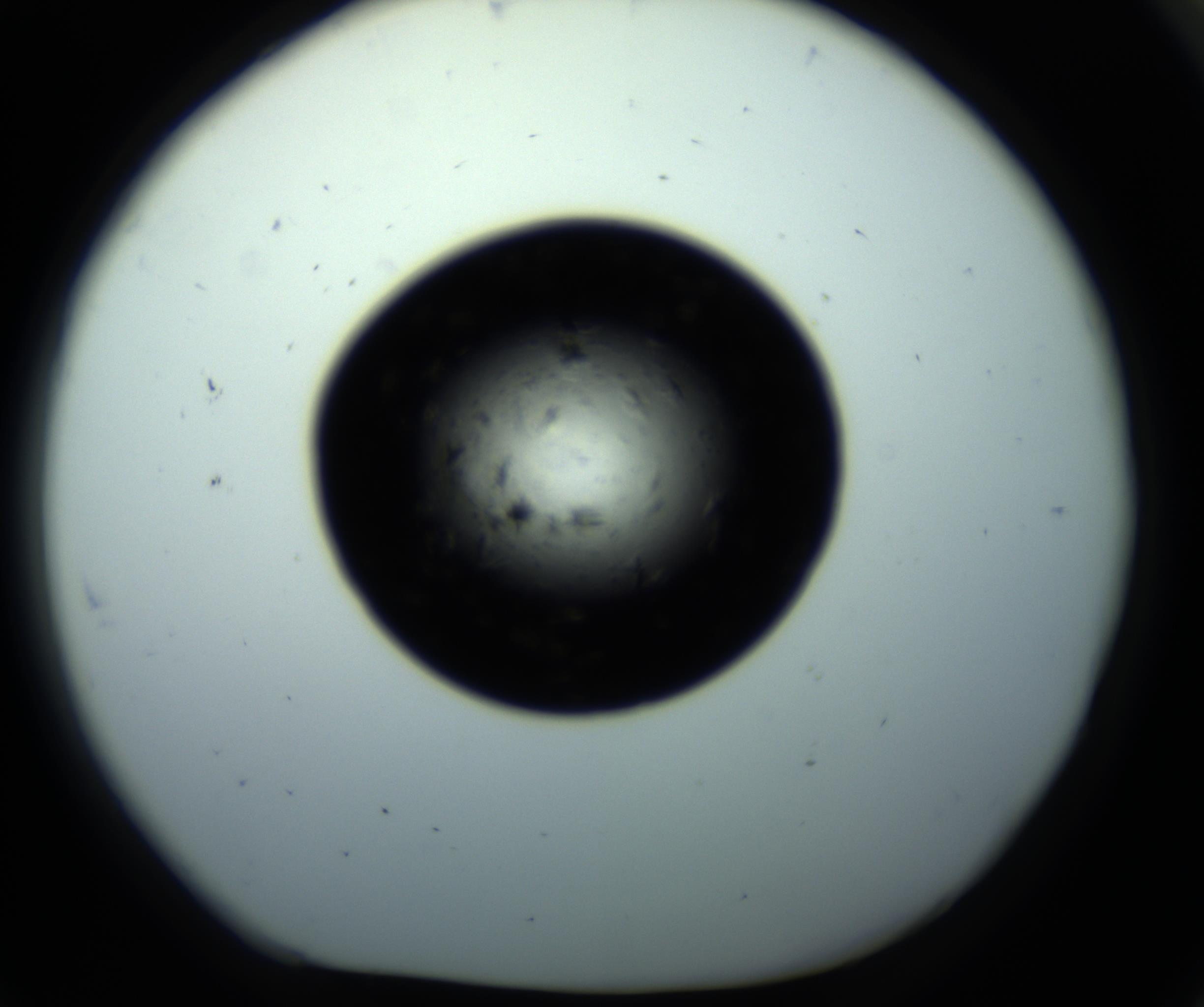RI01_03_000_0212_Proj1_Clon1_MC_0000MC102703_011_161014_07_08_01_00_98_002_001_RAI.jpg