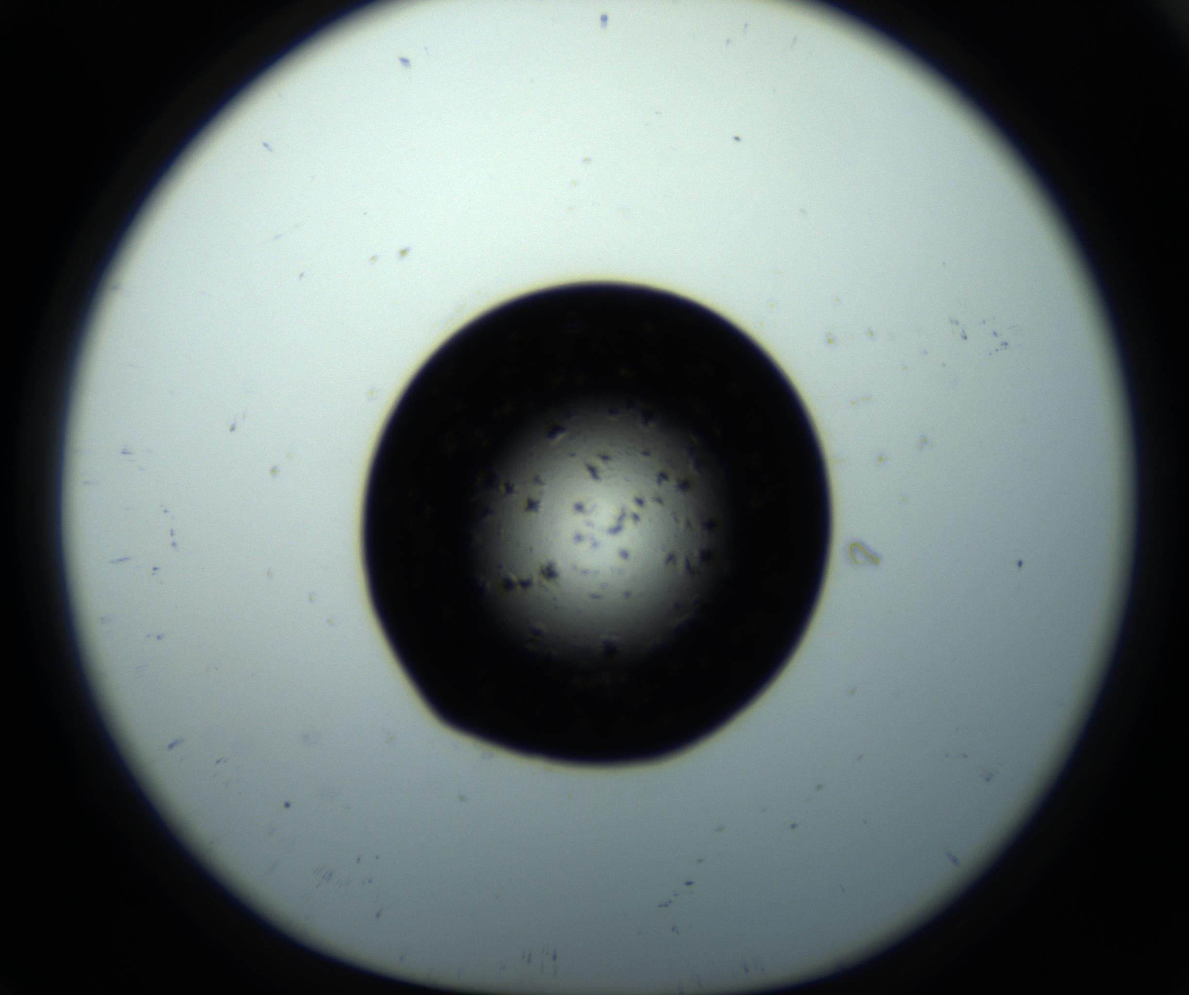RI01_03_000_0212_Proj1_Clon1_MC_0000MC102703_011_161014_09_01_01_00_98_002_001_RAI.jpg