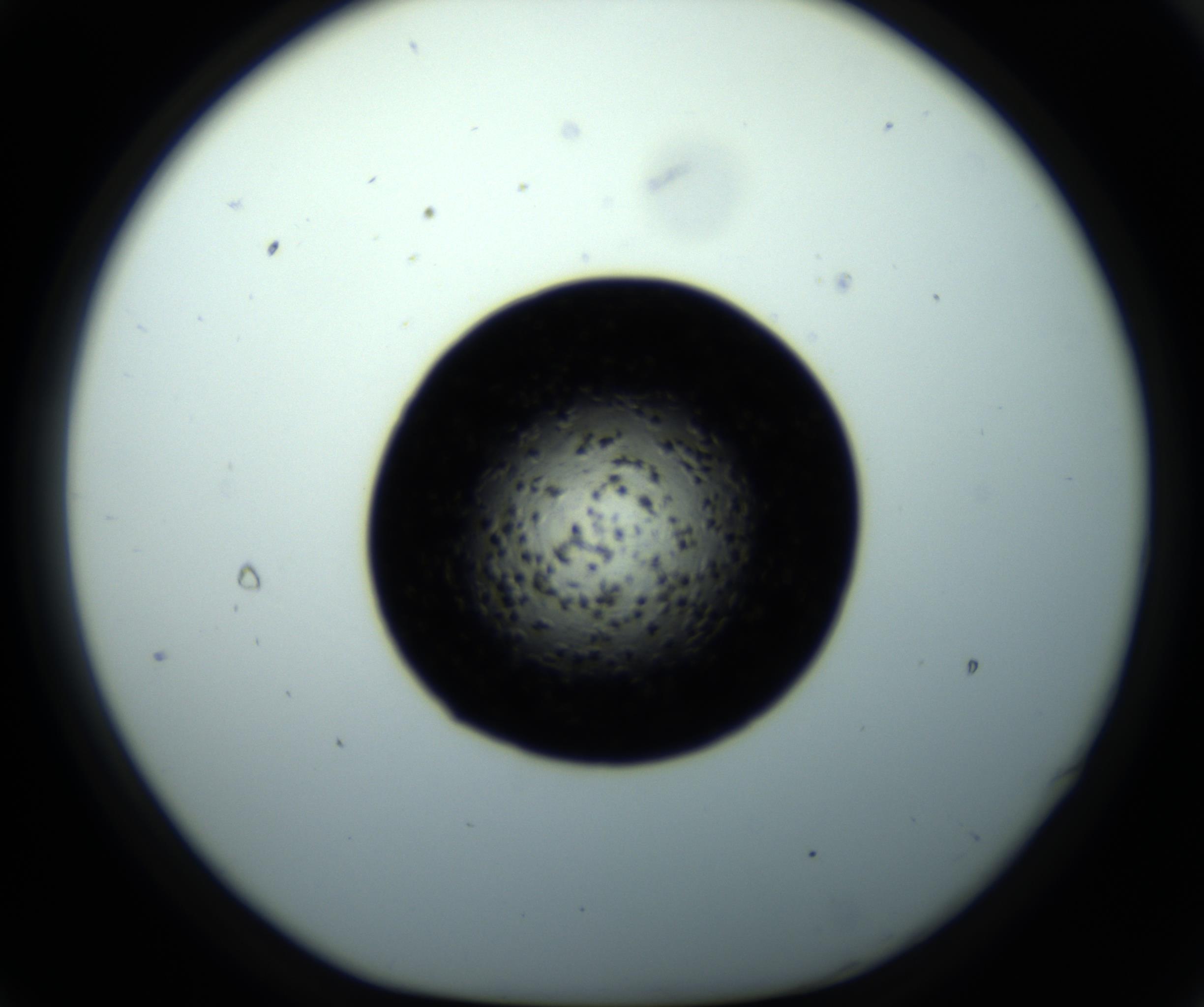 RI01_03_000_0212_Proj1_Clon1_MC_0000MC102703_011_161014_09_02_01_00_98_002_001_RAI.jpg