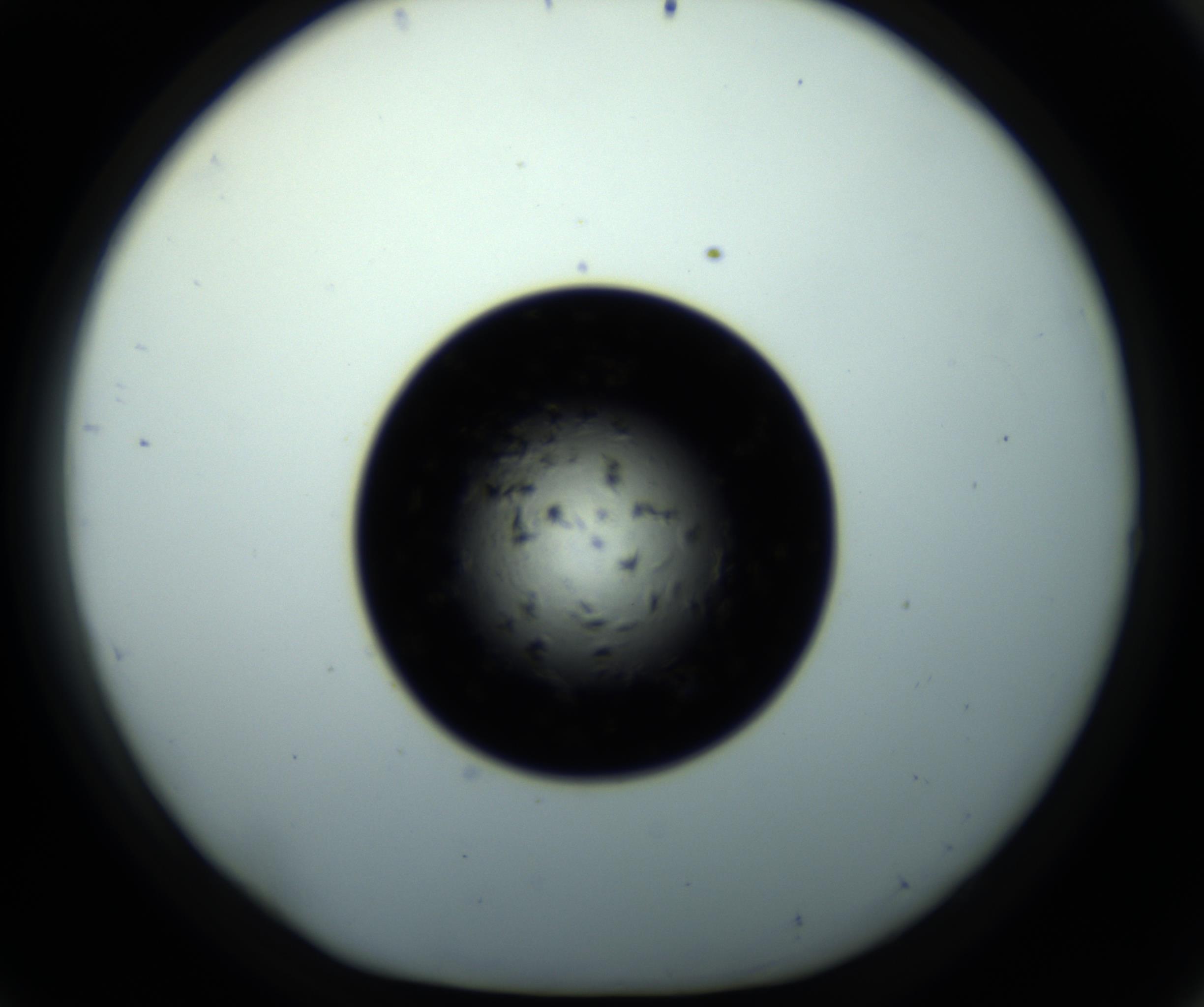 RI01_03_000_0212_Proj1_Clon1_MC_0000MC102703_011_161014_09_04_01_00_98_002_001_RAI.jpg