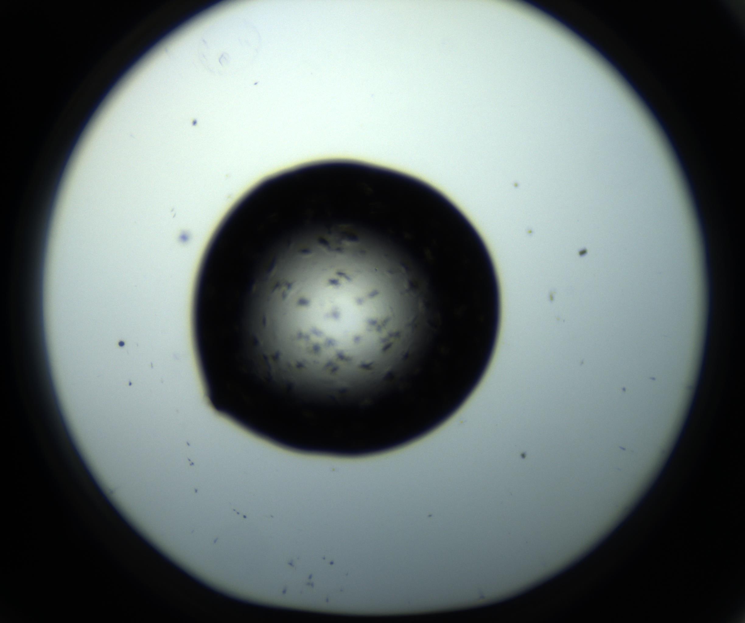 RI01_03_000_0212_Proj1_Clon1_MC_0000MC102703_011_161014_09_05_01_00_98_002_001_RAI.jpg