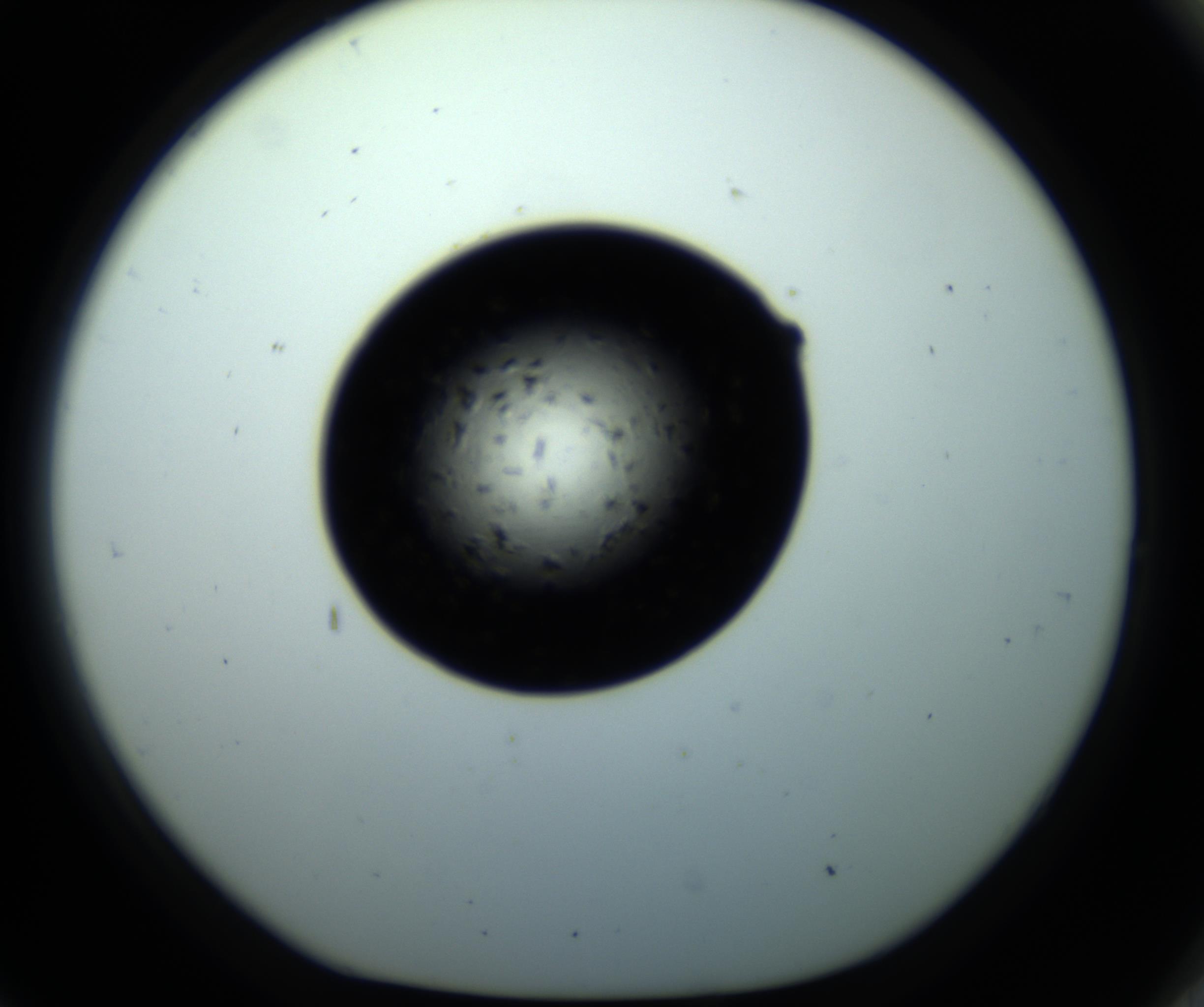 RI01_03_000_0212_Proj1_Clon1_MC_0000MC102703_011_161014_09_08_01_00_98_002_001_RAI.jpg