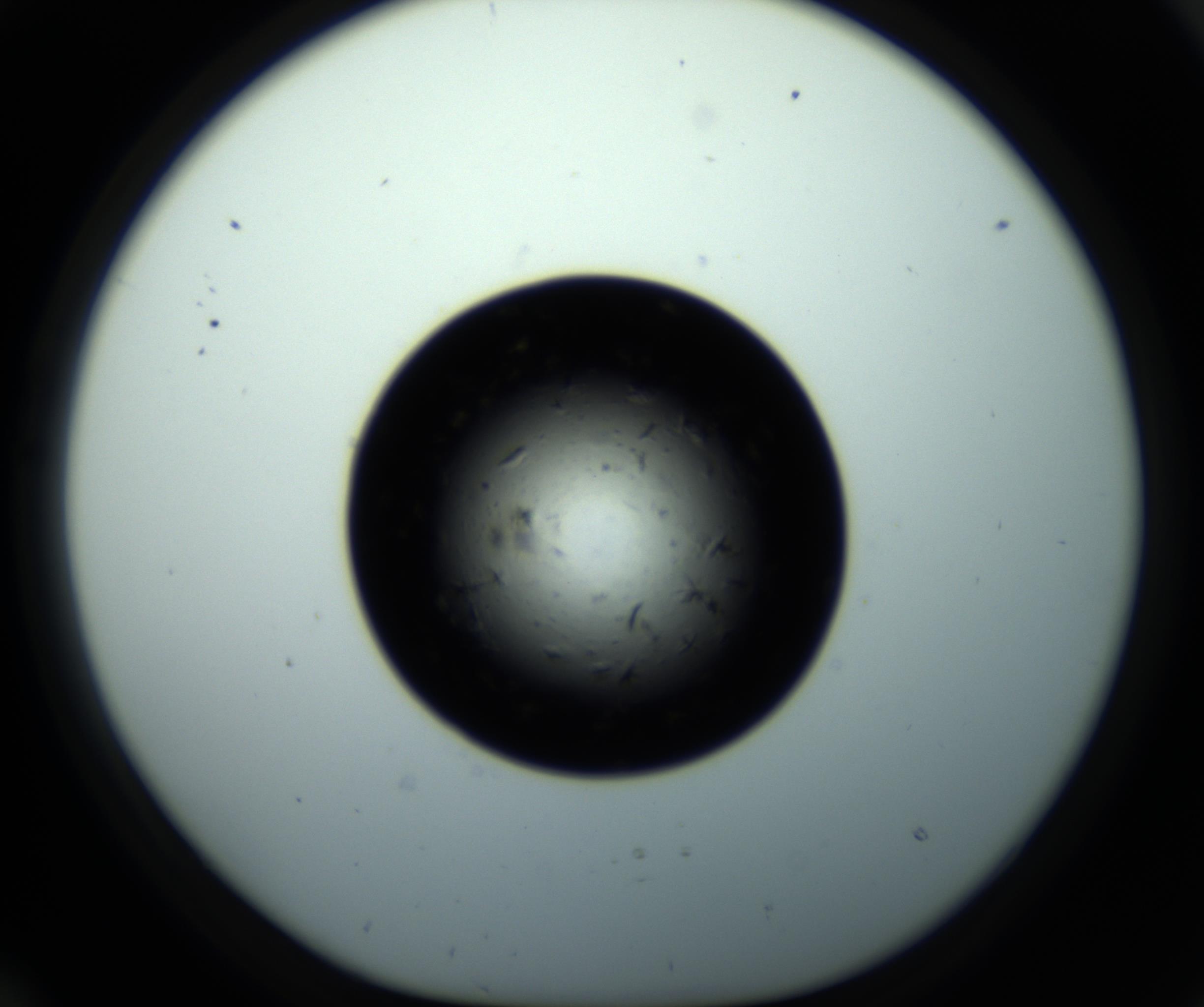 RI01_03_000_0212_Proj1_Clon1_MC_0000MC102703_011_161014_10_02_01_00_98_002_001_RAI.jpg