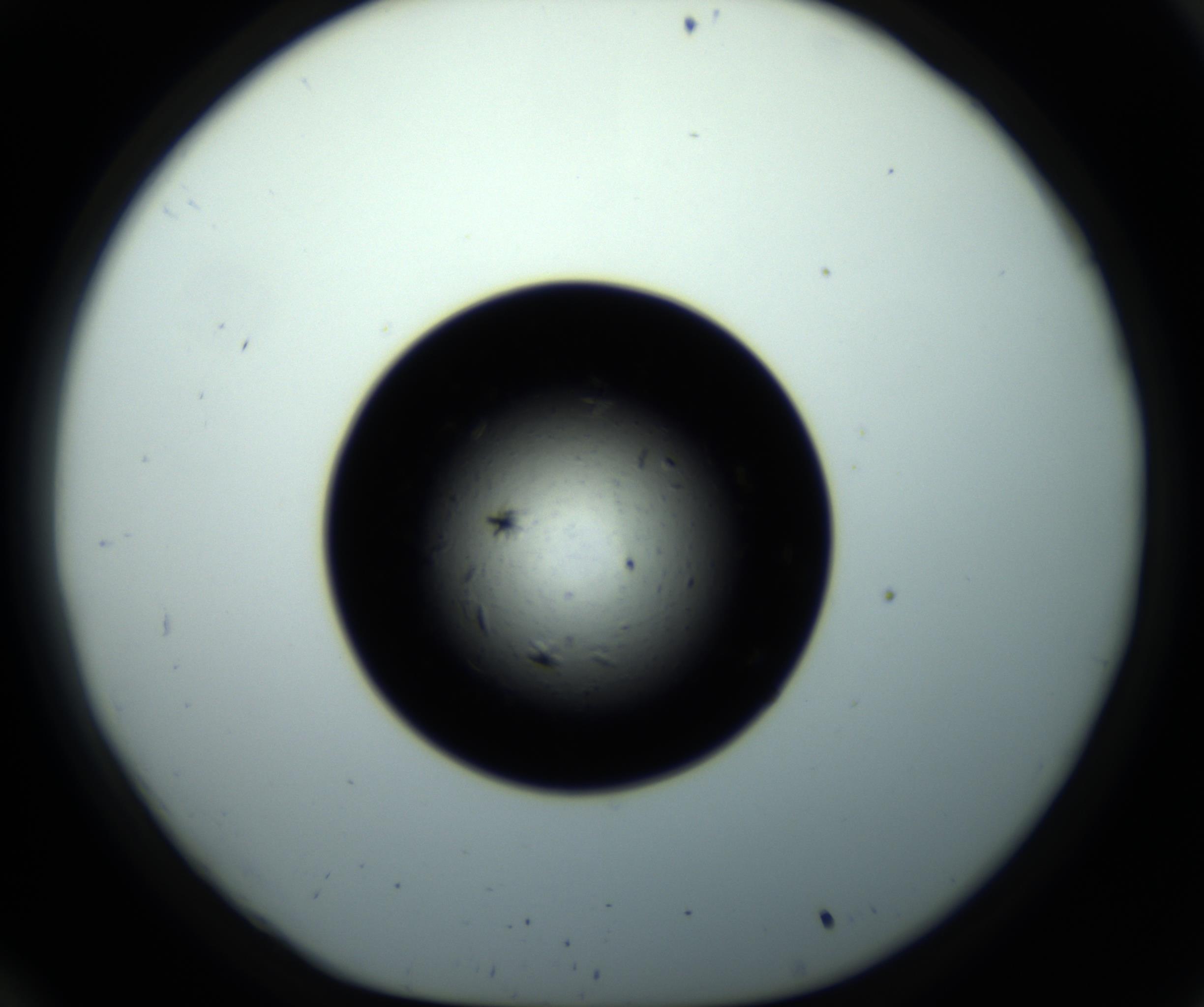 RI01_03_000_0212_Proj1_Clon1_MC_0000MC102703_011_161014_10_03_01_00_98_002_001_RAI.jpg