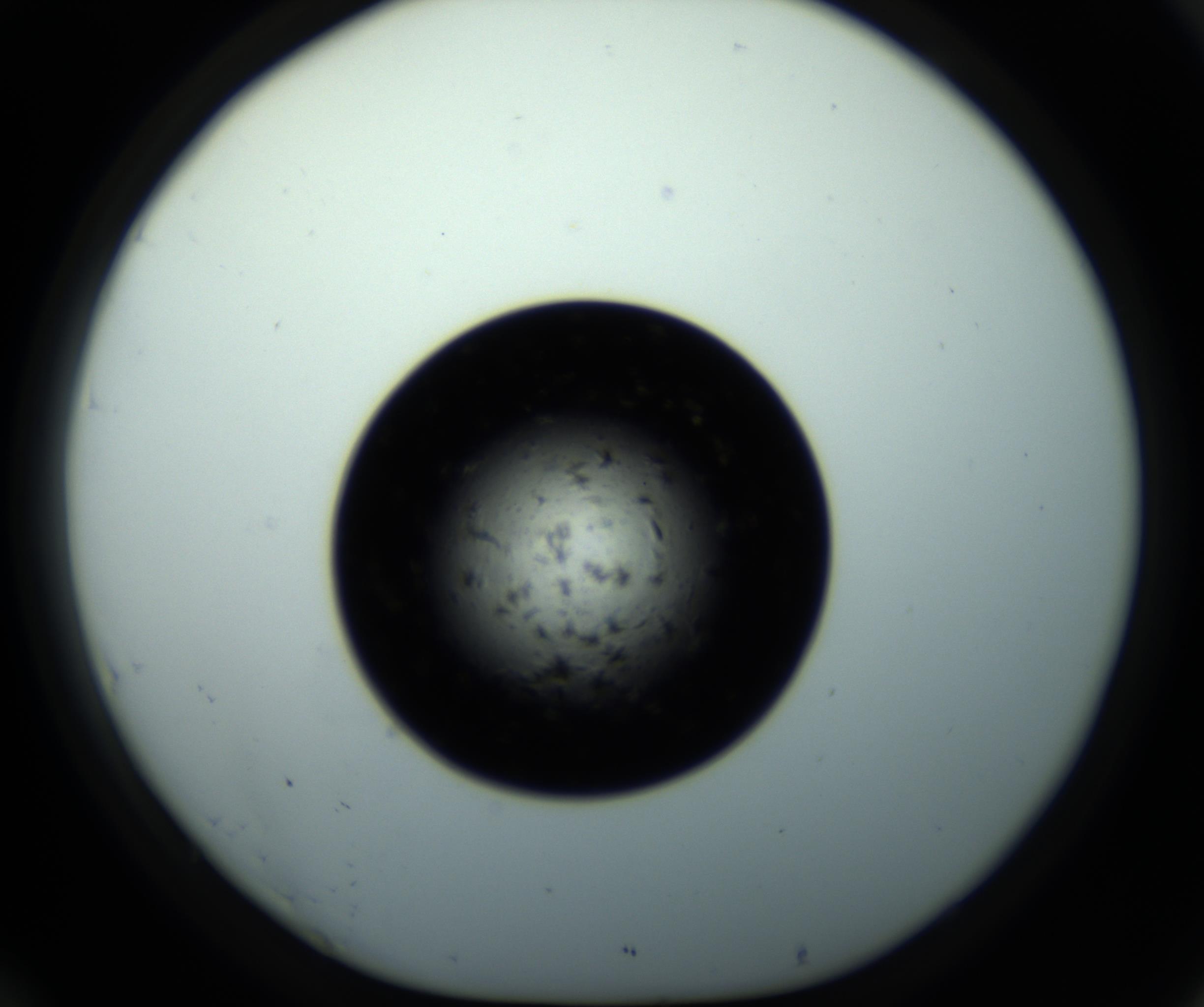 RI01_03_000_0212_Proj1_Clon1_MC_0000MC102703_011_161014_10_04_01_00_98_002_001_RAI.jpg