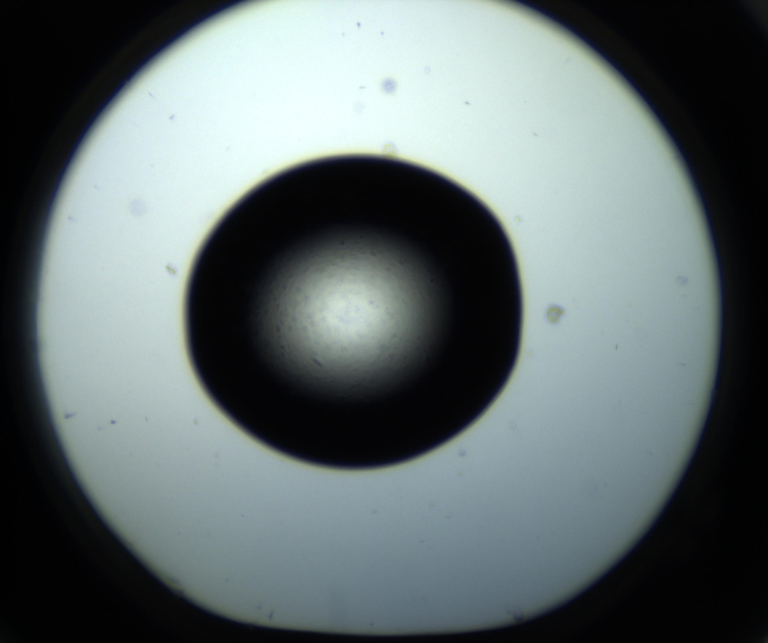 RI01_03_000_0212_Proj1_Clon1_MC_0000MC102703_011_161014_10_07_01_00_98_002_001_RAI.jpg