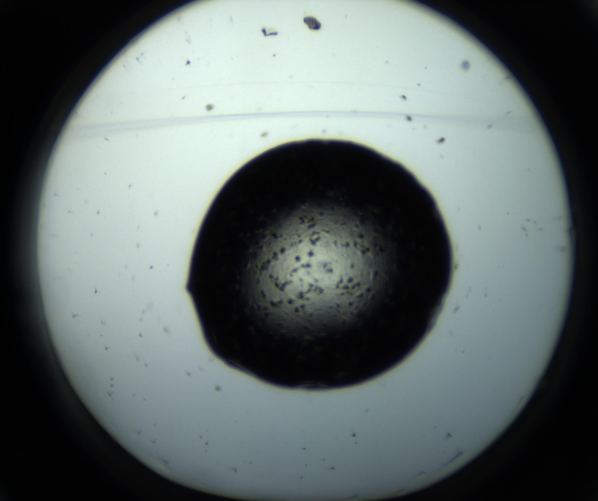 RI01_03_000_0212_Proj1_Clon1_MC_0000MC102703_011_161014_11_01_01_00_98_002_001_RAI.jpg