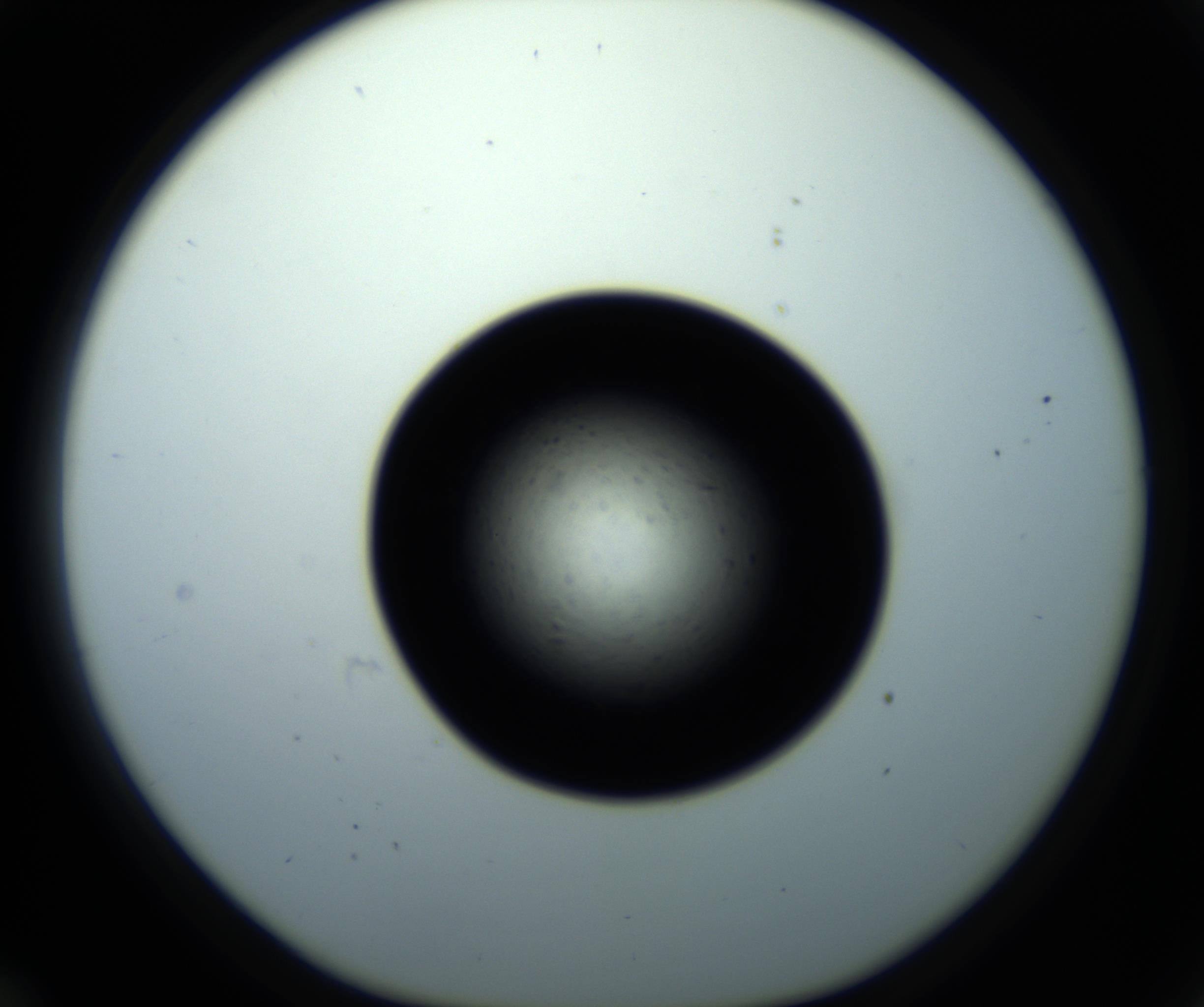 RI01_03_000_0212_Proj1_Clon1_MC_0000MC102703_011_161014_12_03_01_00_98_002_001_RAI.jpg