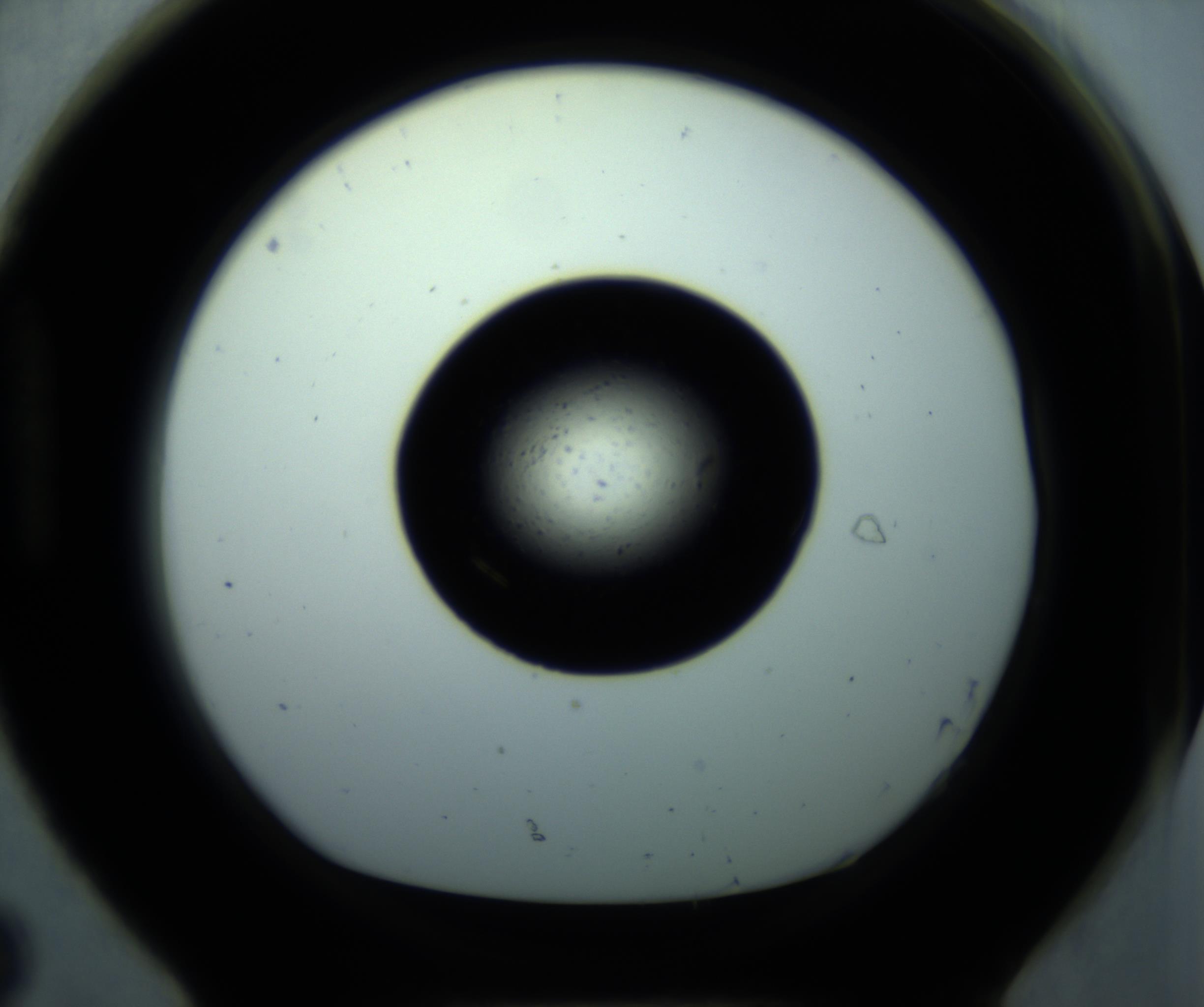 RI01_03_000_0212_Proj1_Clon1_MC_0000MC102703_012_161104_08_08_01_00_98_002_001_RAI.jpg