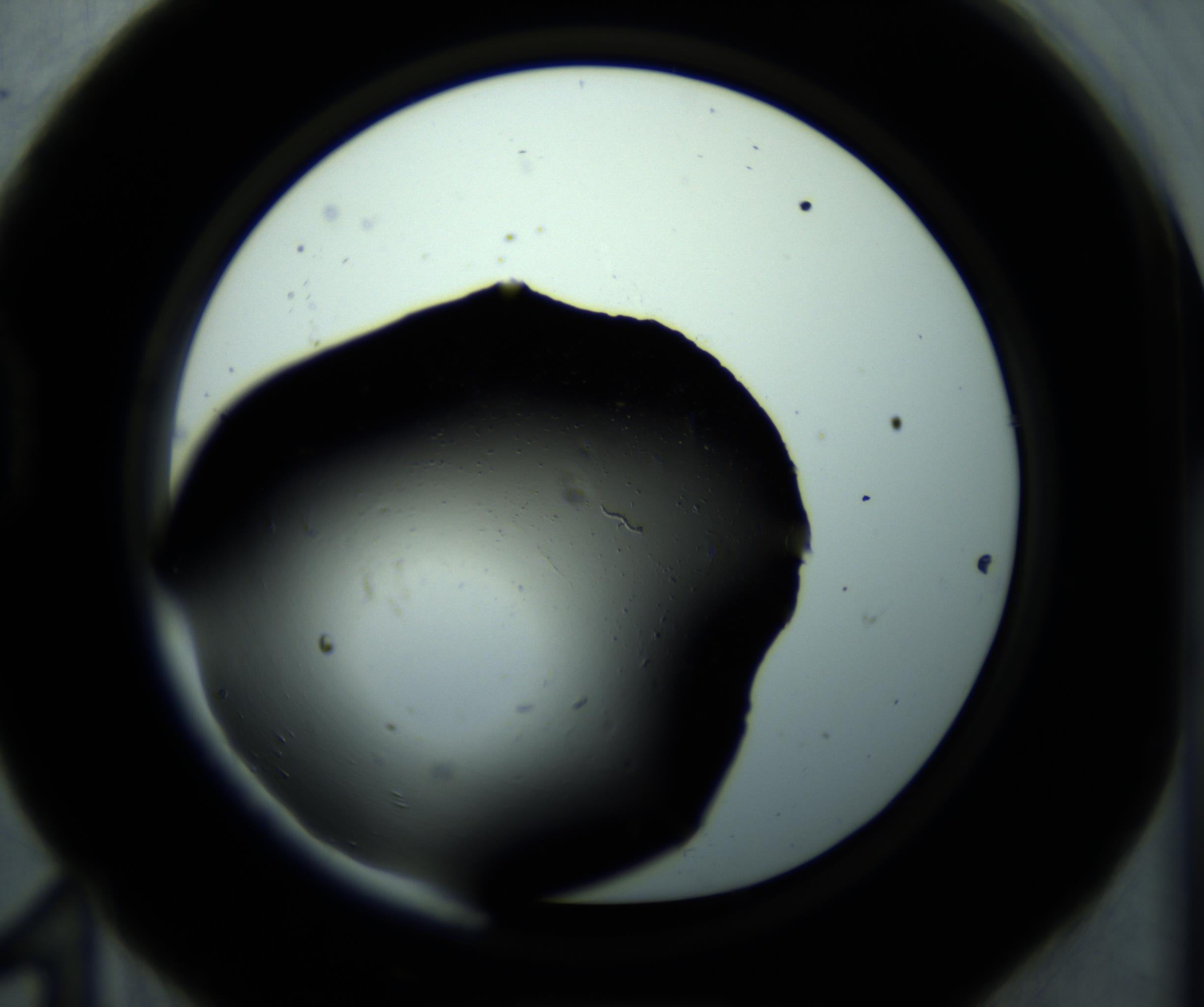 RI01_03_000_0212_Proj1_Clon1_MC_0000MC102703_012_161104_11_04_01_00_98_002_001_RAI.jpg