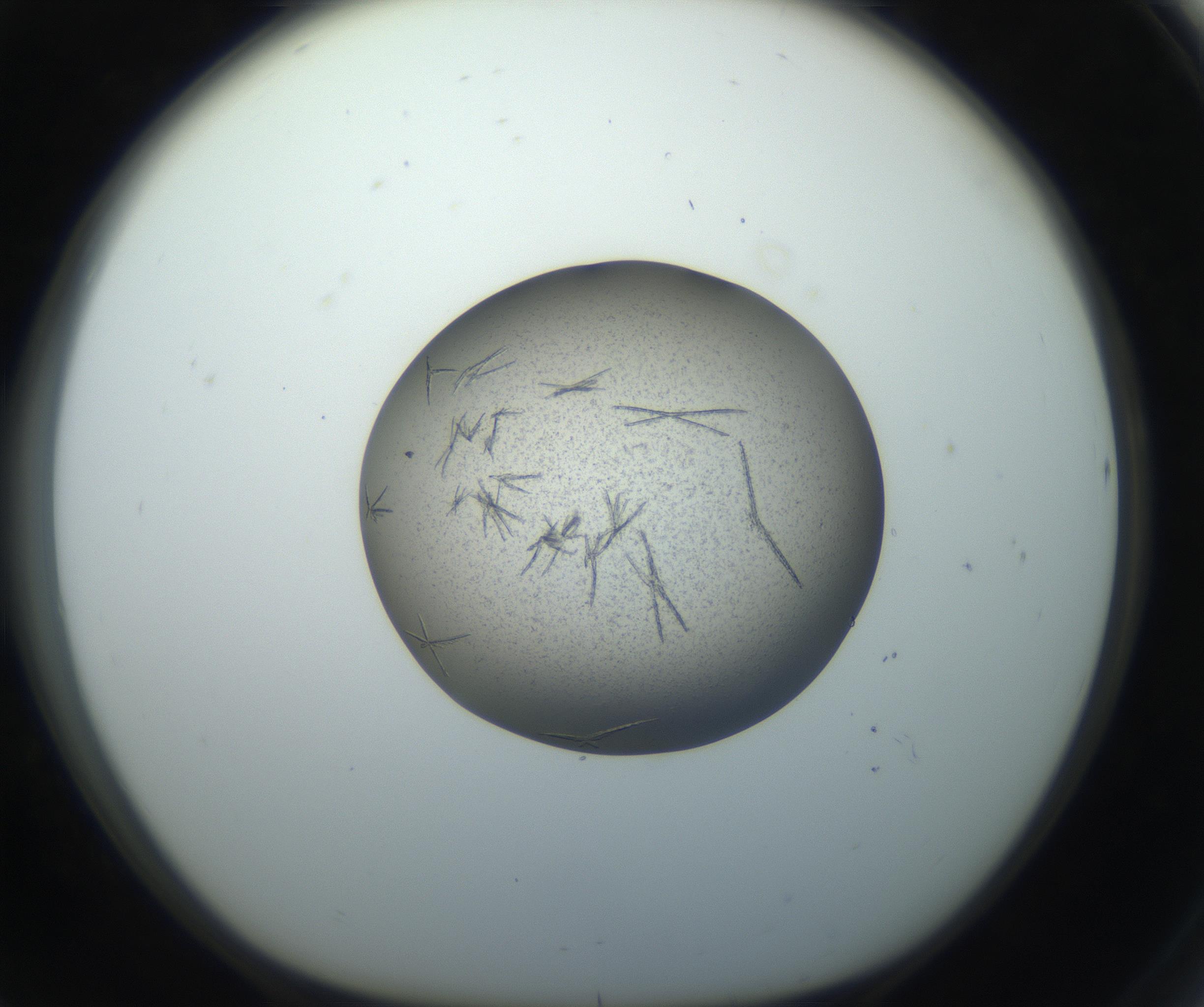 RI01_03_000_0212_Proj1_Clon1_MC_0000MC102704_006_160911_08_07_01_00_99_002_001_RAI.jpg