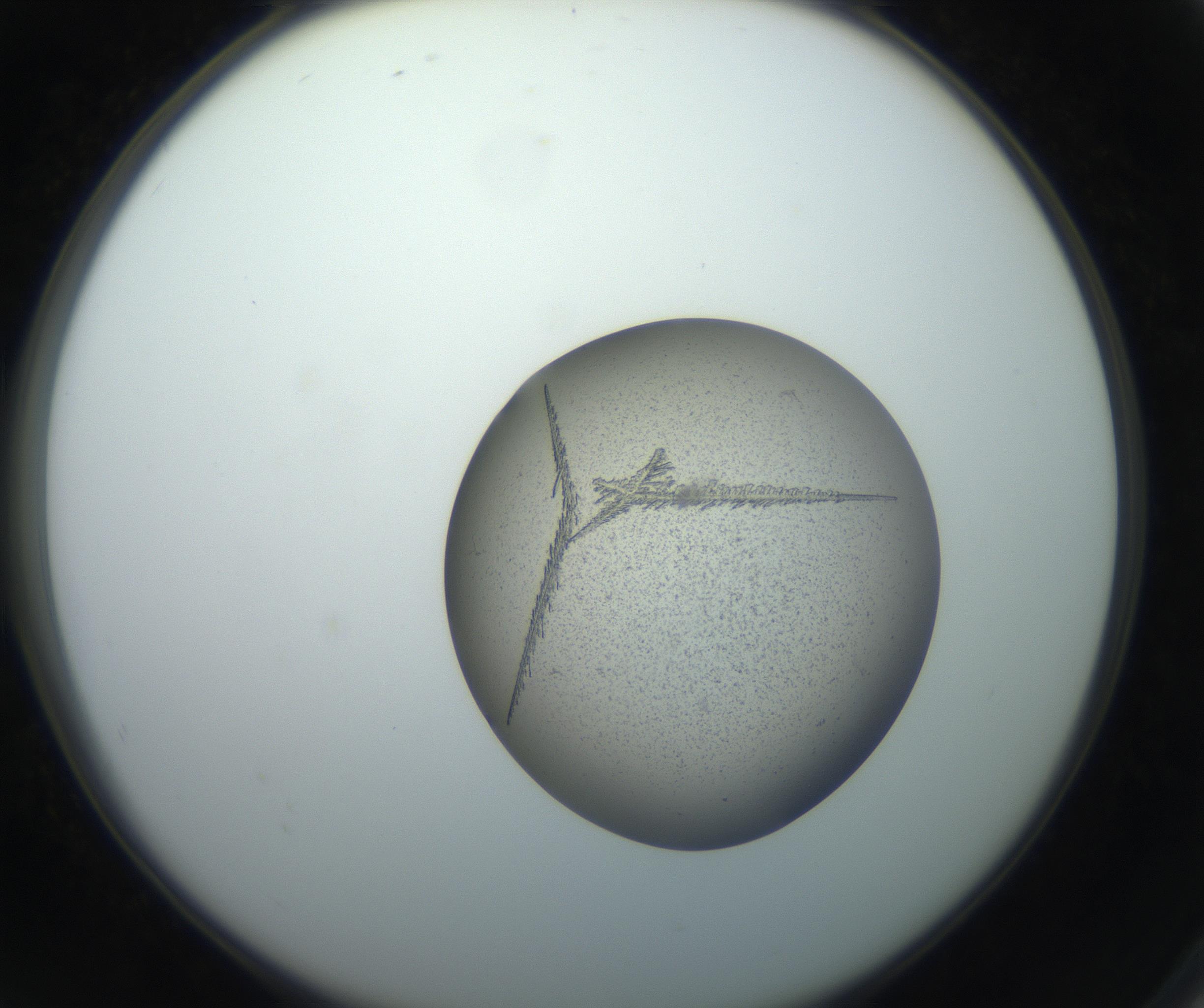 RI01_03_000_0212_Proj1_Clon1_MC_0000MC102704_006_160911_08_07_02_00_99_002_001_RAI.jpg