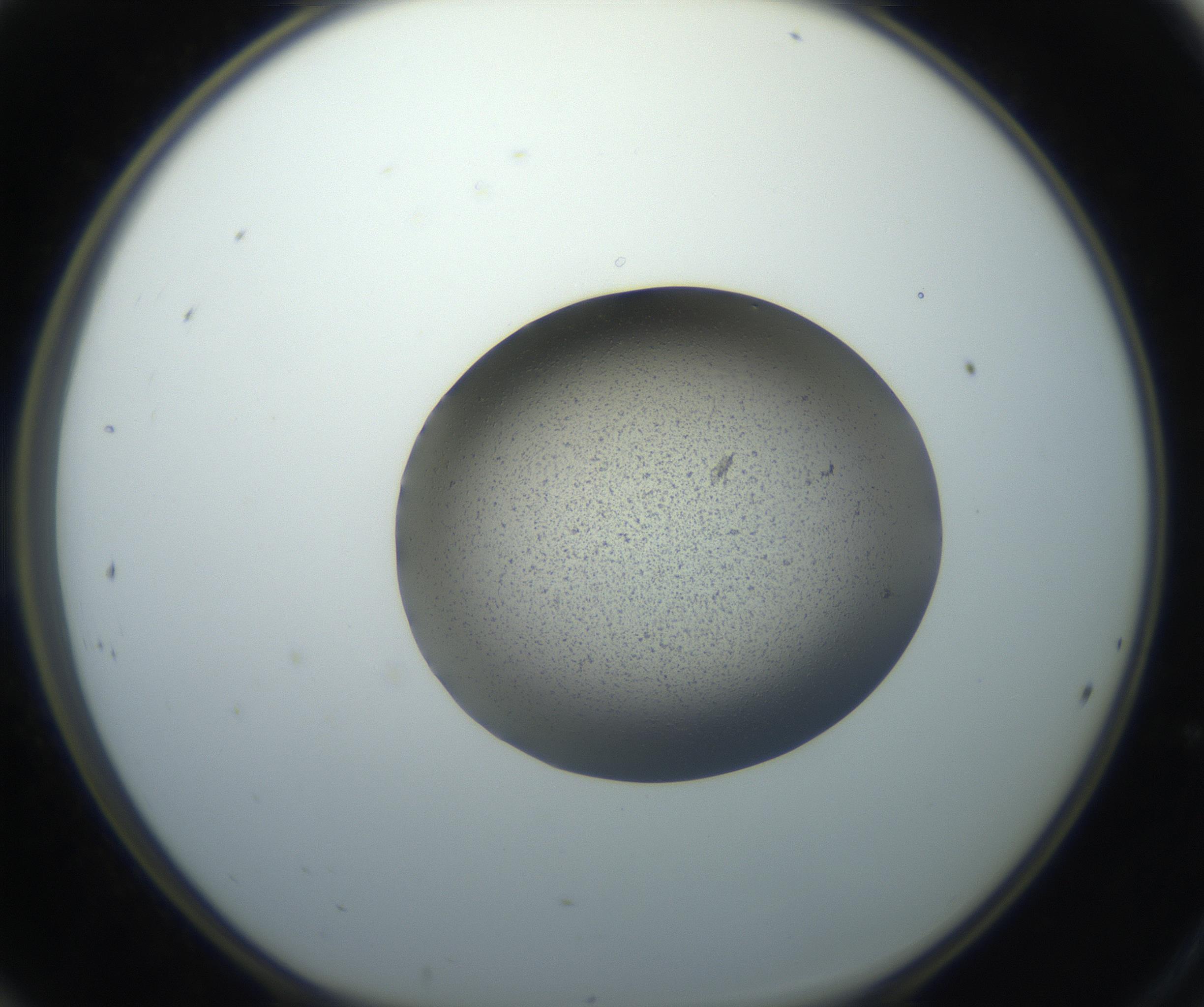 RI01_03_000_0212_Proj1_Clon1_MC_0000MC102704_006_160911_12_02_01_00_99_002_001_RAI.jpg