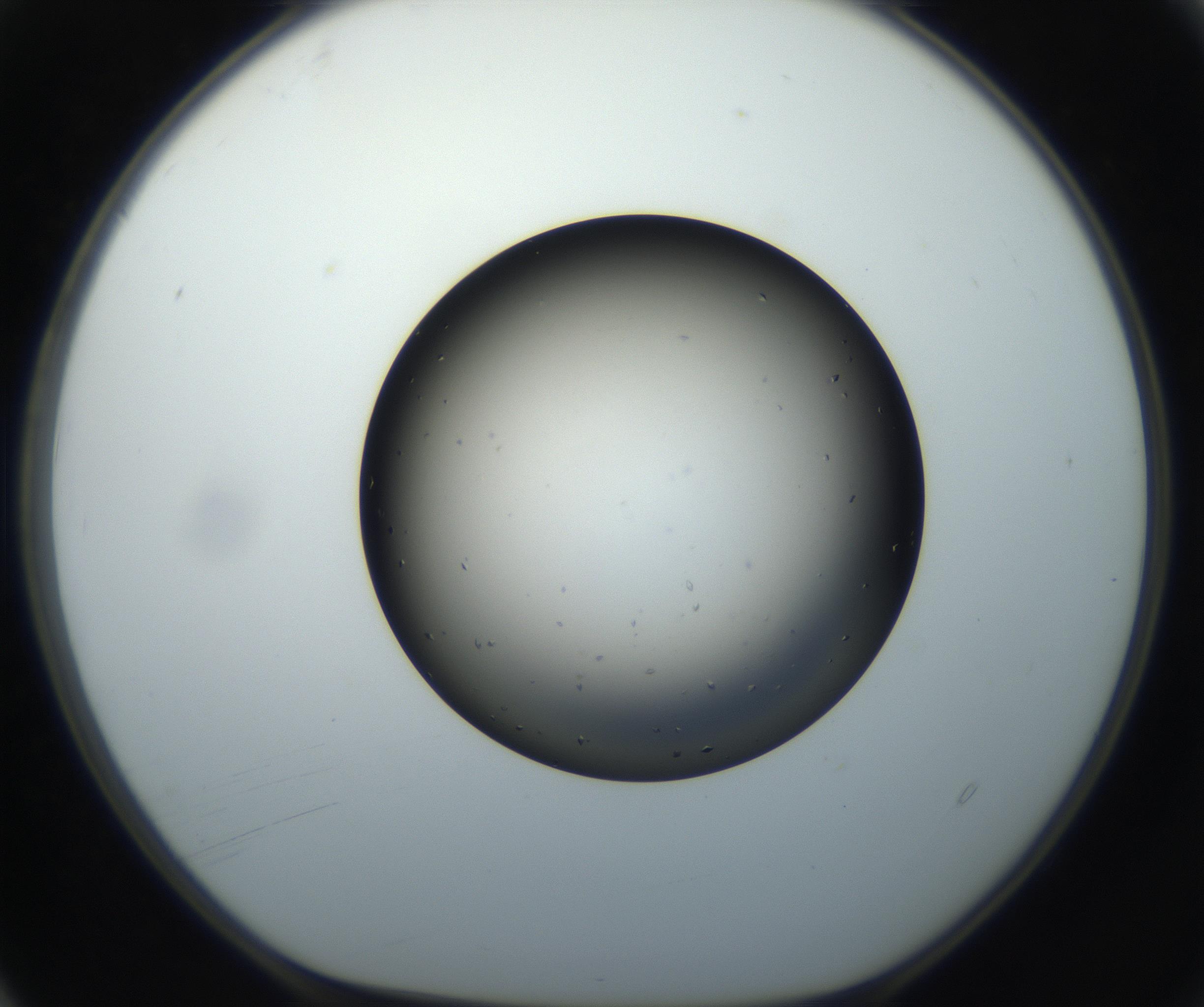 RI01_03_000_0212_Proj1_Clon1_MC_0000MC102705_004_160906_04_01_01_00_99_002_001_RAI.jpg