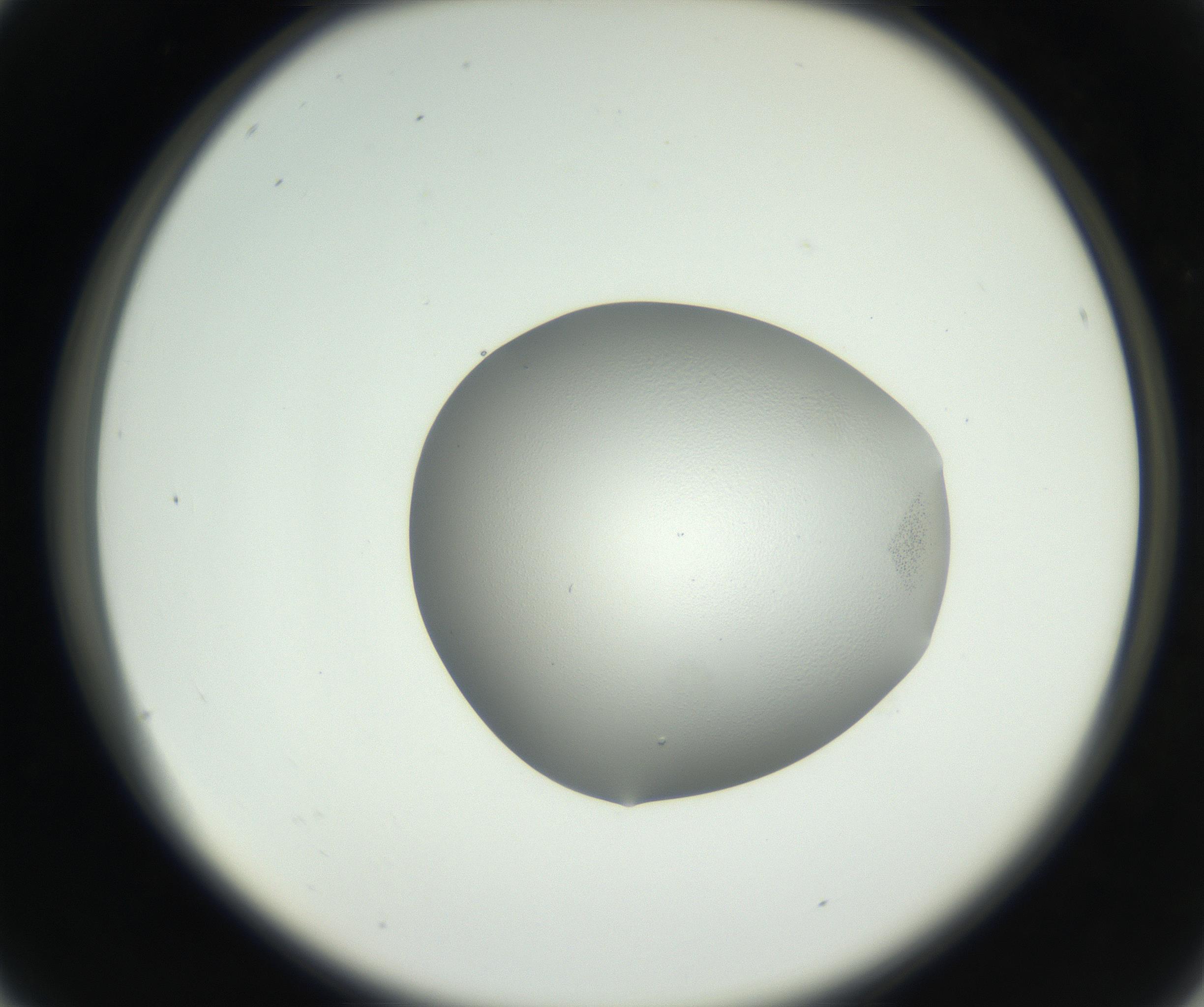 RI01_03_000_0212_Proj1_Clon1_MC_0000MC102706_003_160905_04_02_02_00_99_002_001_RAI.jpg