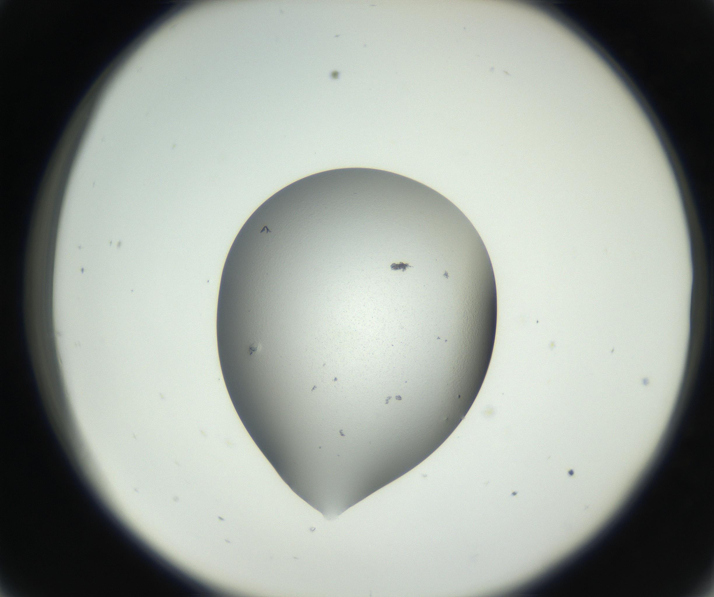 RI01_03_000_0212_Proj1_Clon1_MC_0000MC102706_003_160905_09_03_02_00_99_002_001_RAI.jpg